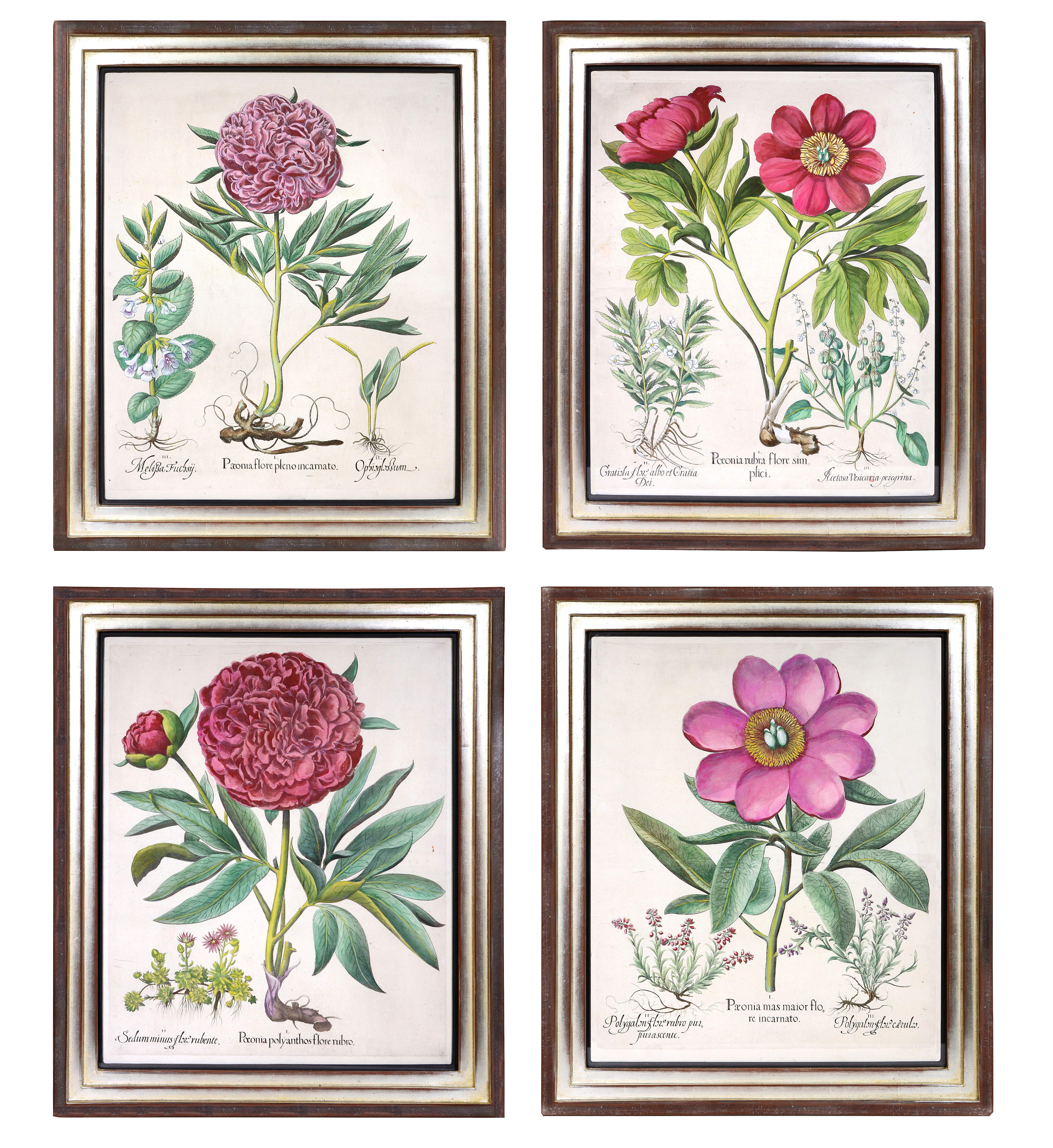 German Hand-Colored Peony Engravings