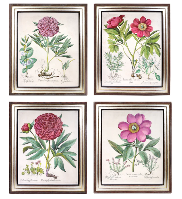 German Hand-Colored Peony Engravings