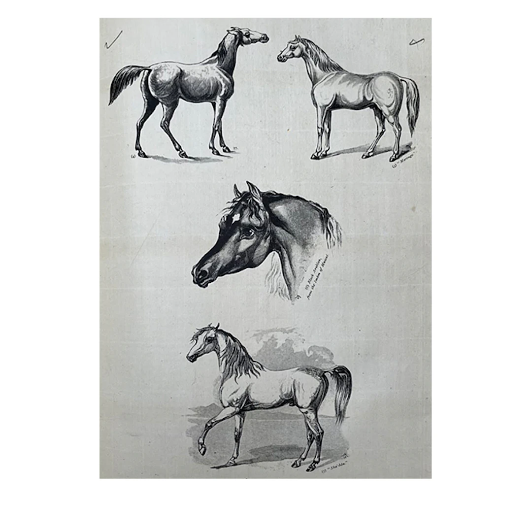 The Arabian Horse Uncorrected Proof