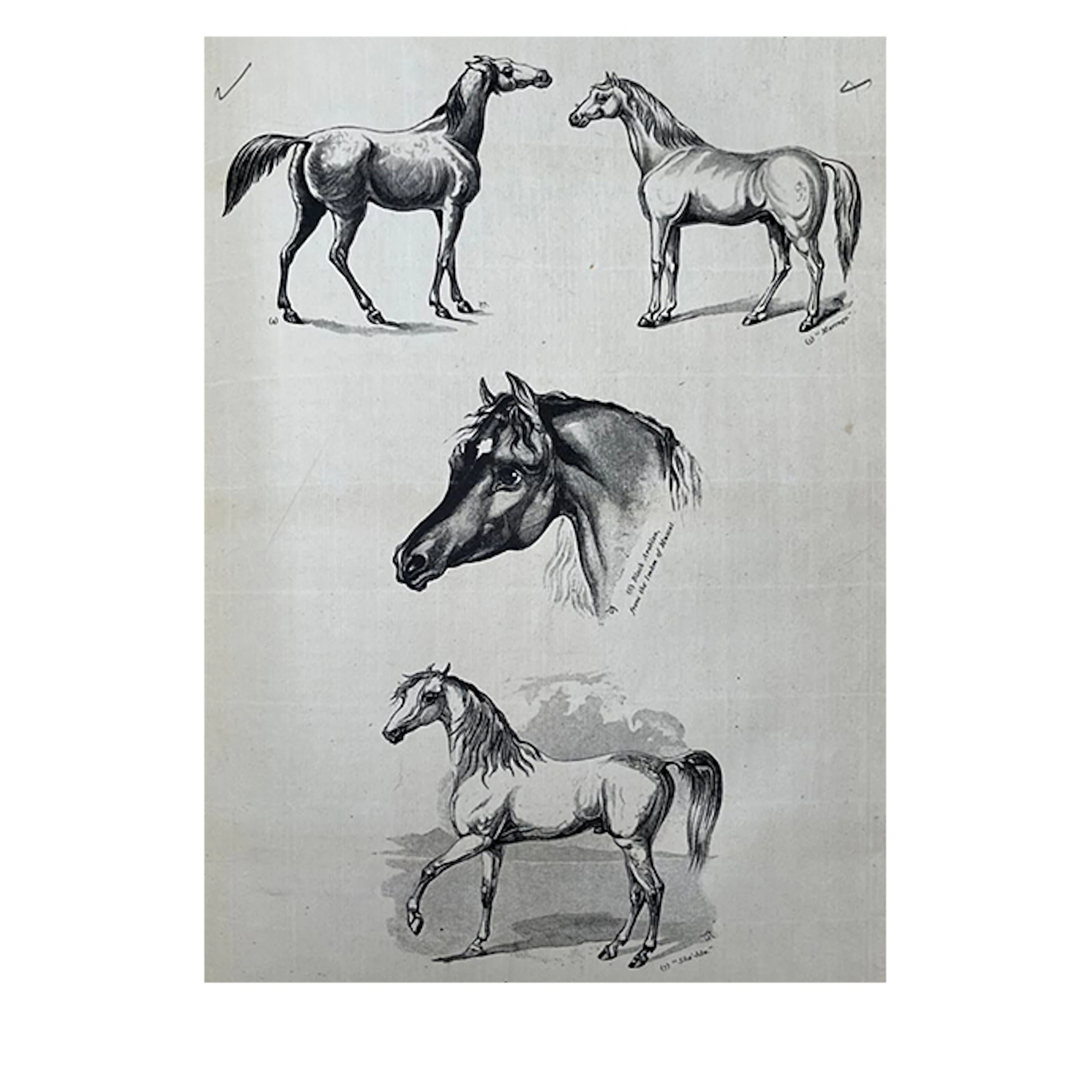 The Arabian Horse Uncorrected Proof