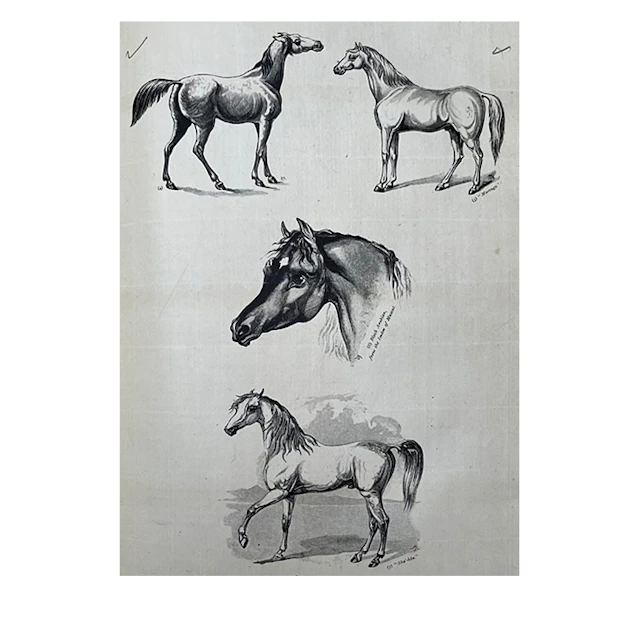 The Arabian Horse Uncorrected Proof