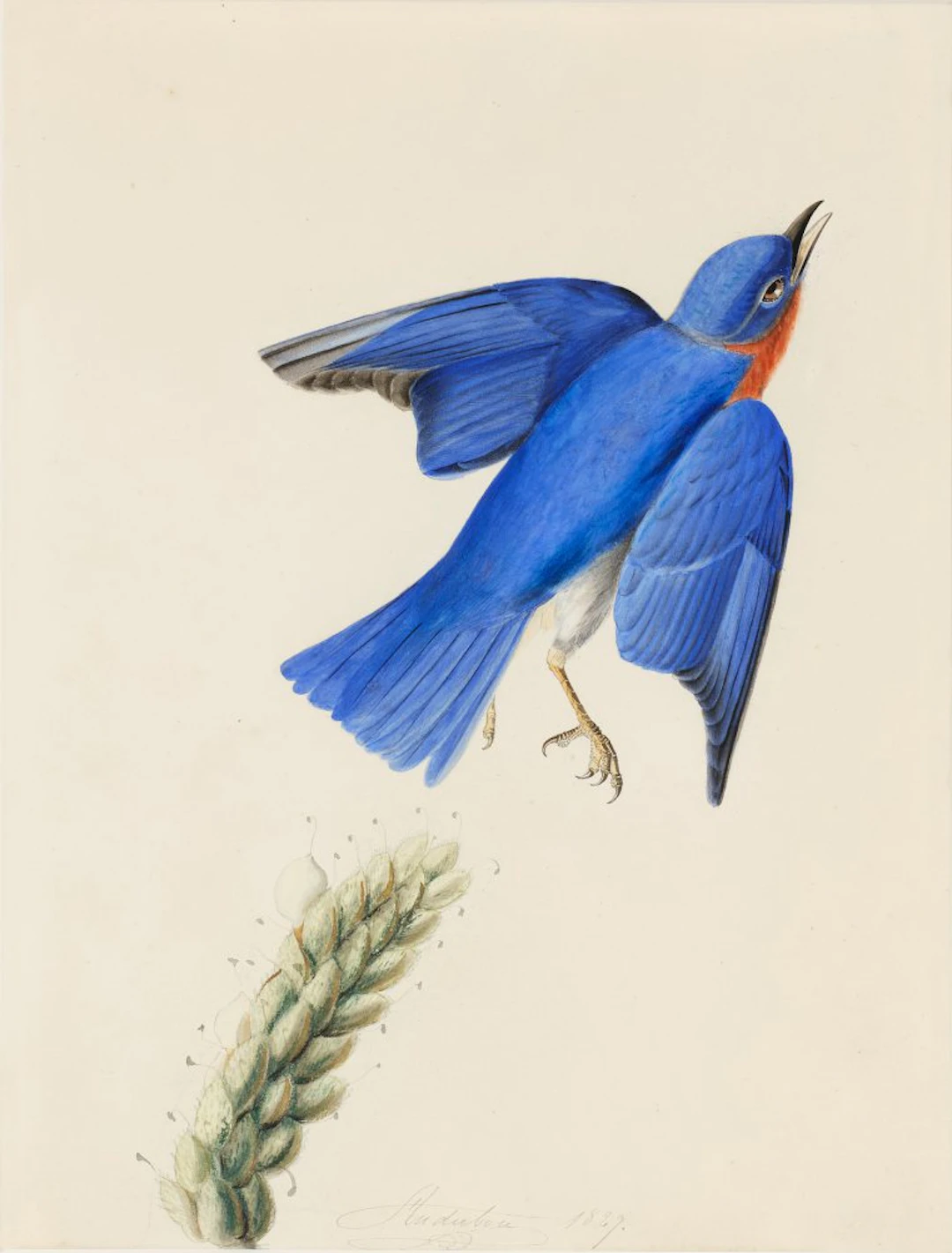 Eastern Bluebird