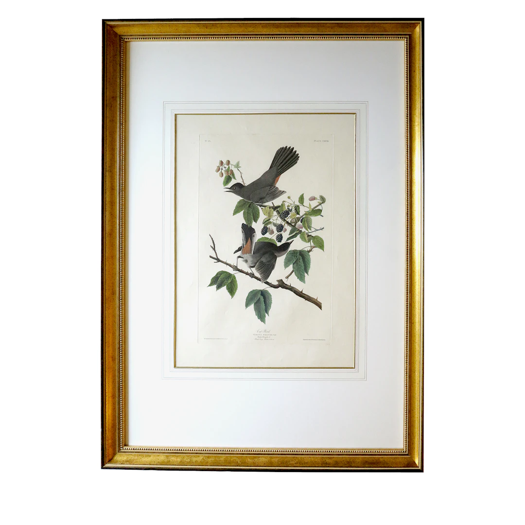 Cat-Bird, Turdus Felivox | From the Double Elephant Folio Edition