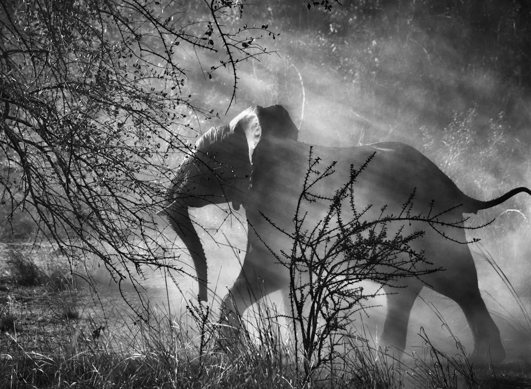 Kafue National Park, Zambia