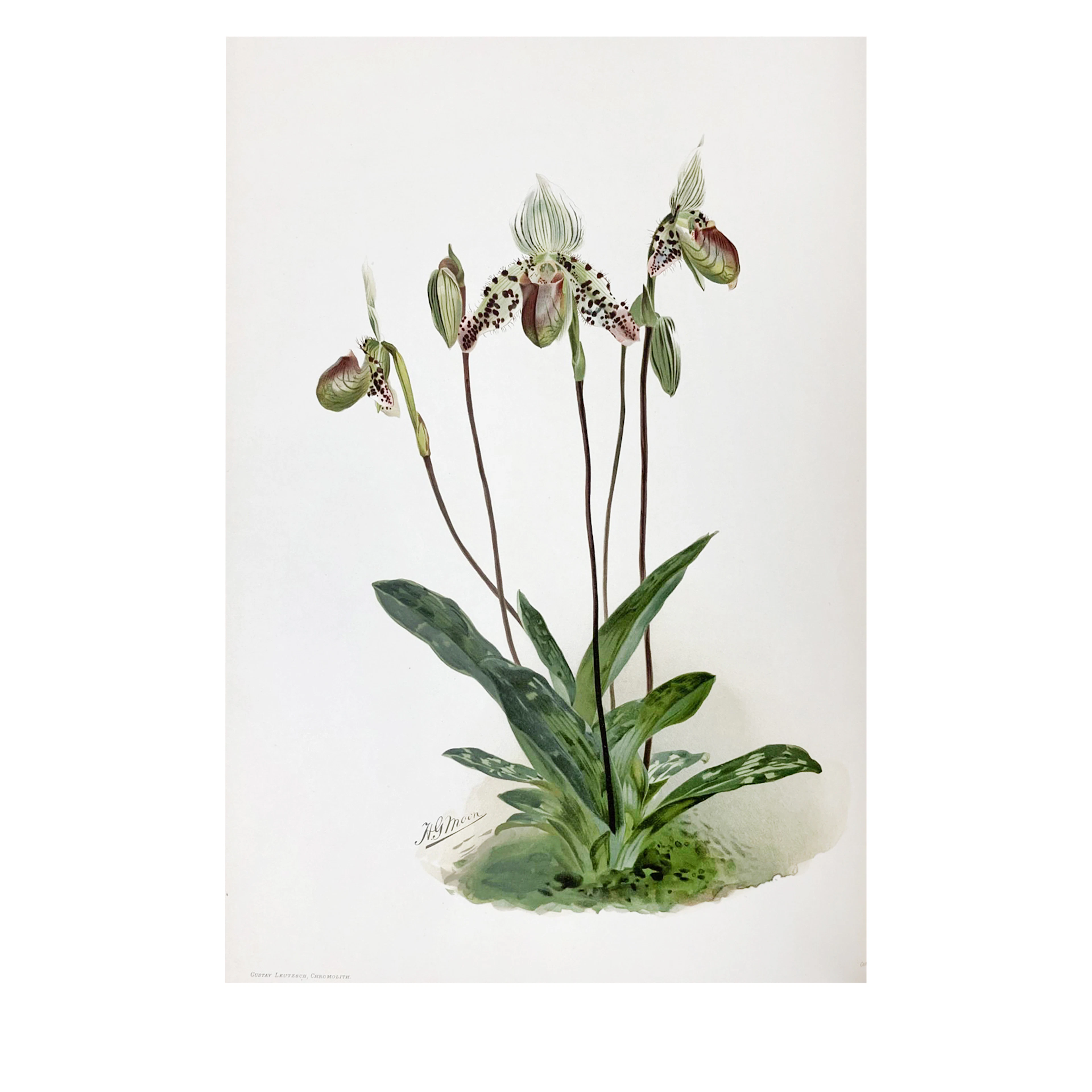 Reichenbachia: Orchids Illustrated and Described