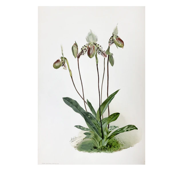 Reichenbachia: Orchids Illustrated and Described