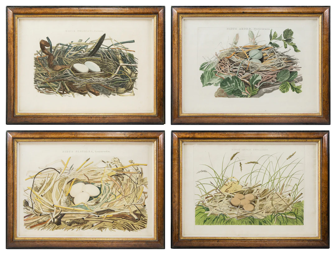 Dutch Bird Nest Engravings