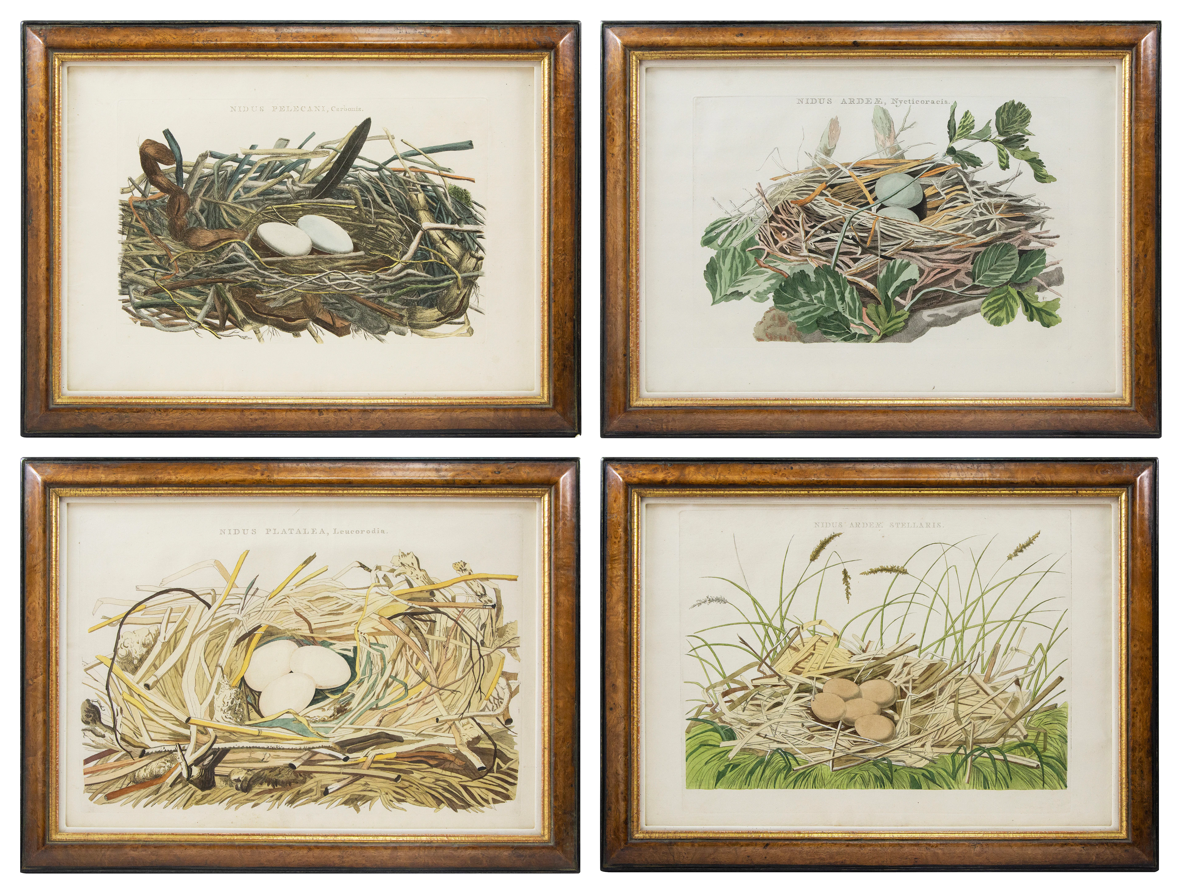 Dutch Bird Nest Engravings