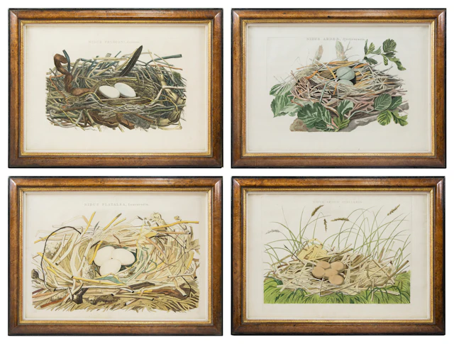 Dutch Bird Nest Engravings