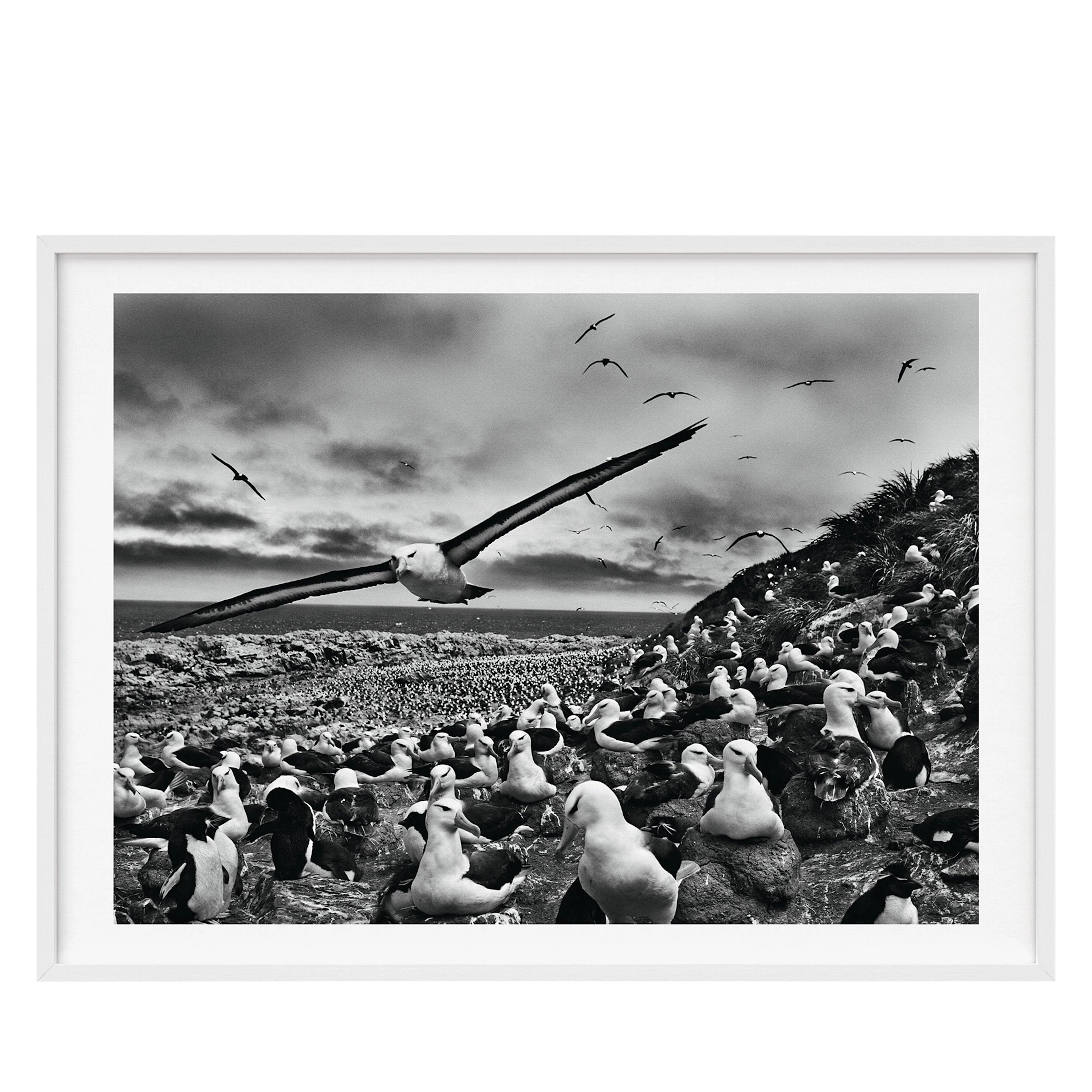 Genesis | Art Edition No. 201–300, Black-Browed Albatrosses, Falkland