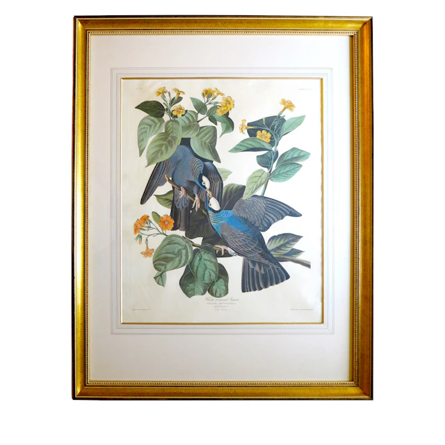 White-Crowned Pigeon | From the Double Elephant Folio Edition of Birds