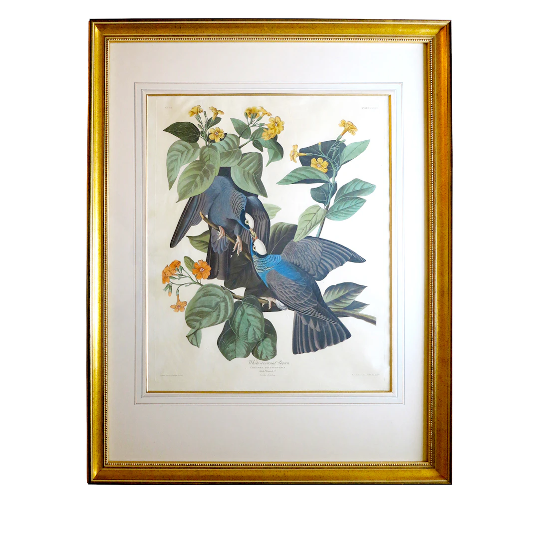 White-Crowned Pigeon | From the Double Elephant Folio Edition of Birds