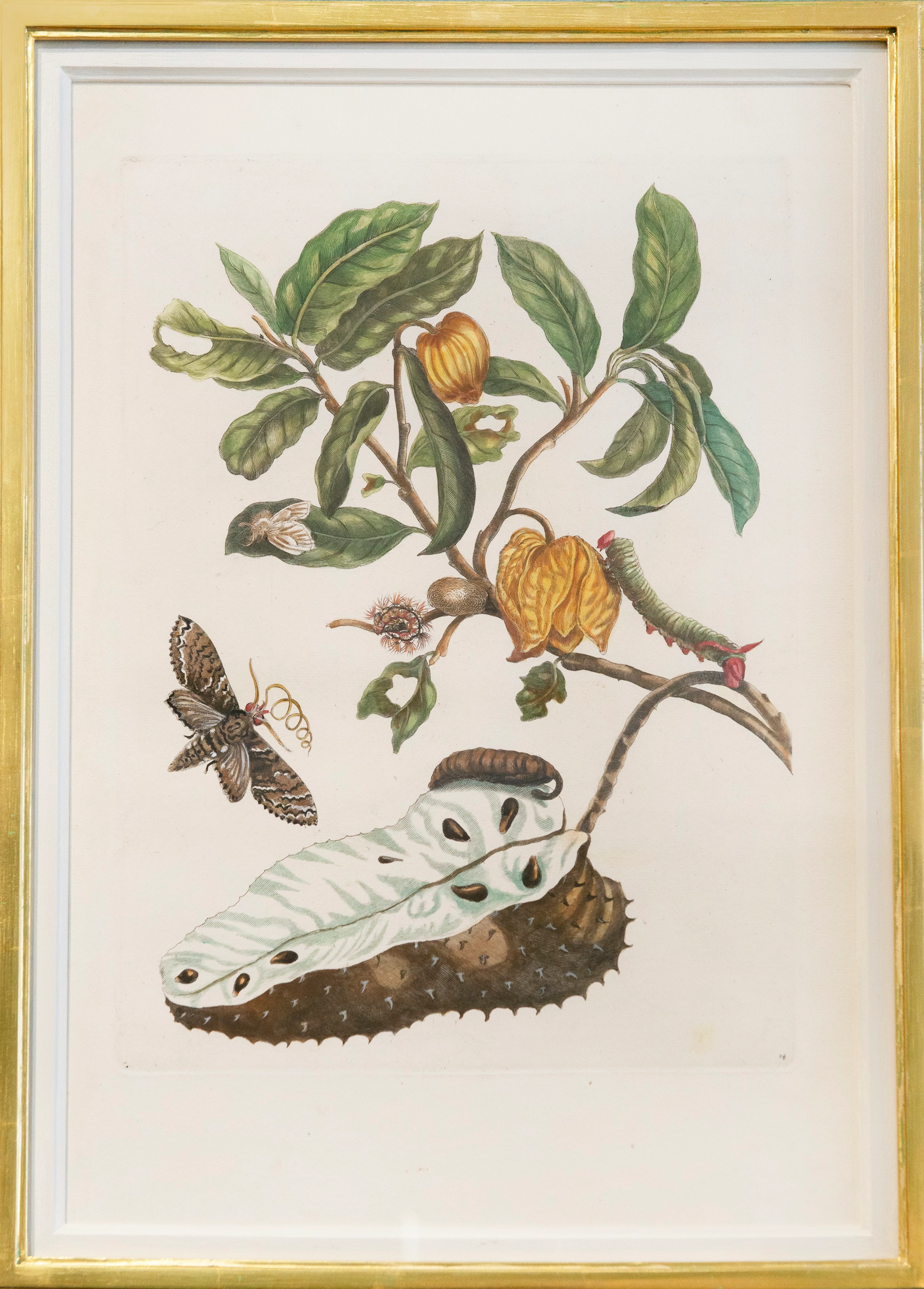 Flowers, Insects and Fruits