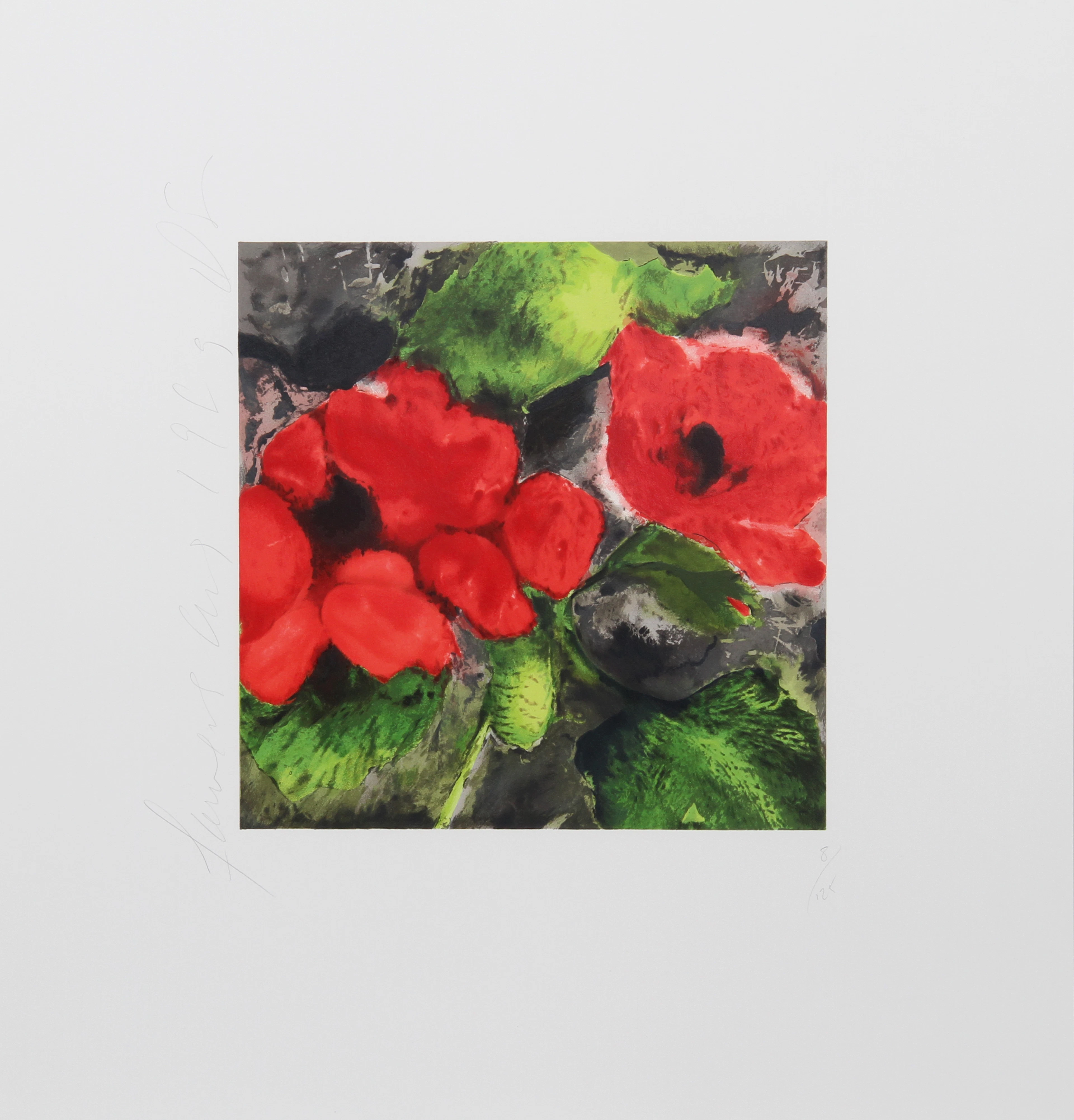 Red Poppies