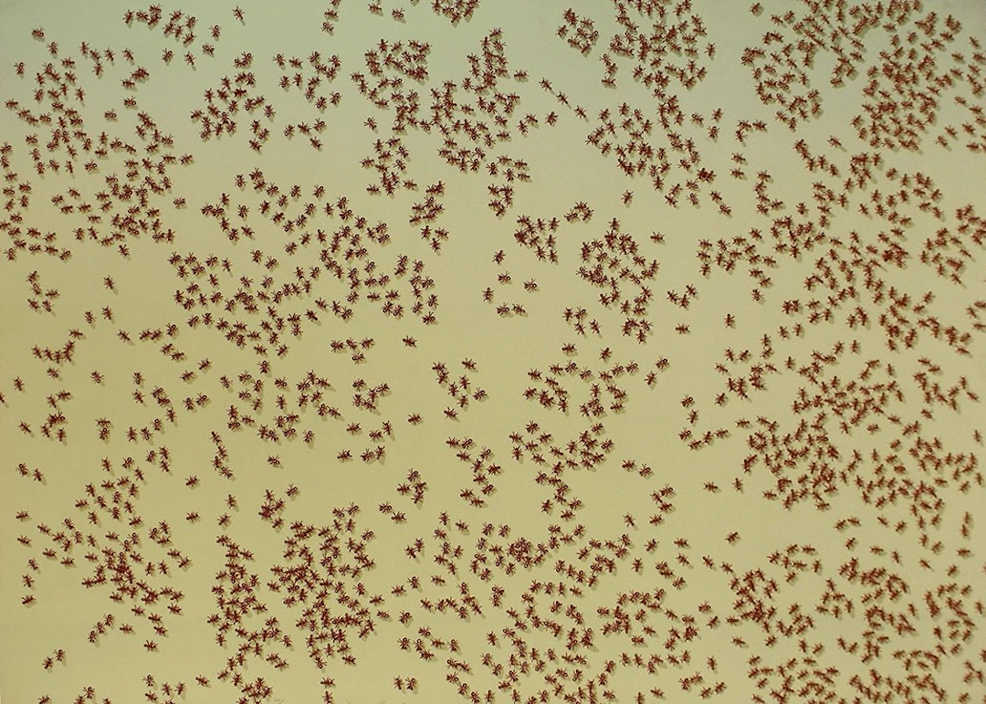 Red Ants, from: Insects