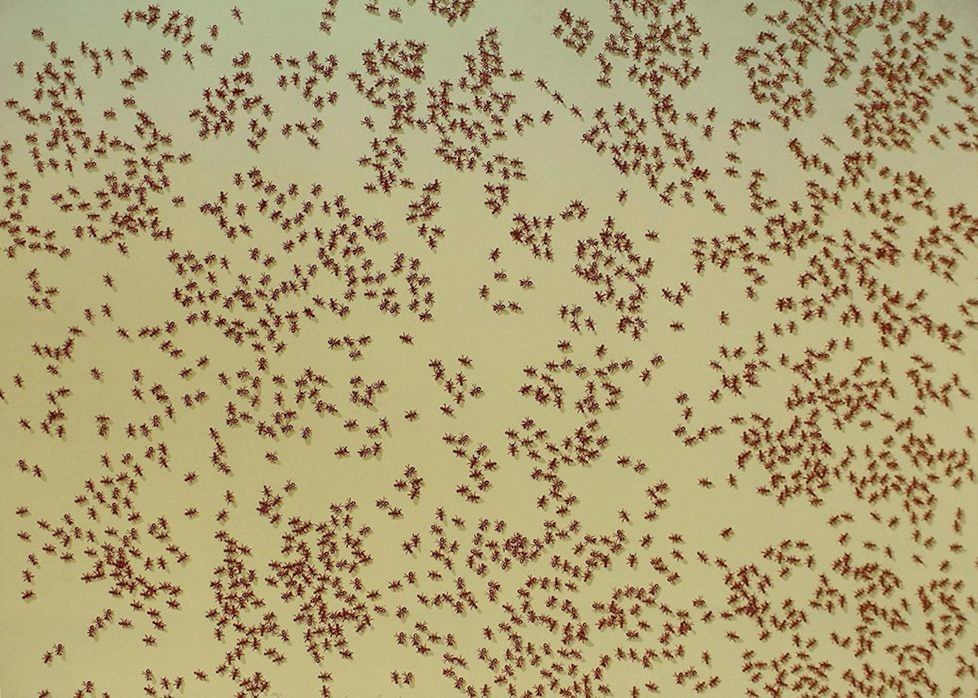 Red Ants, from: Insects