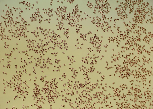 Red Ants, from: Insects