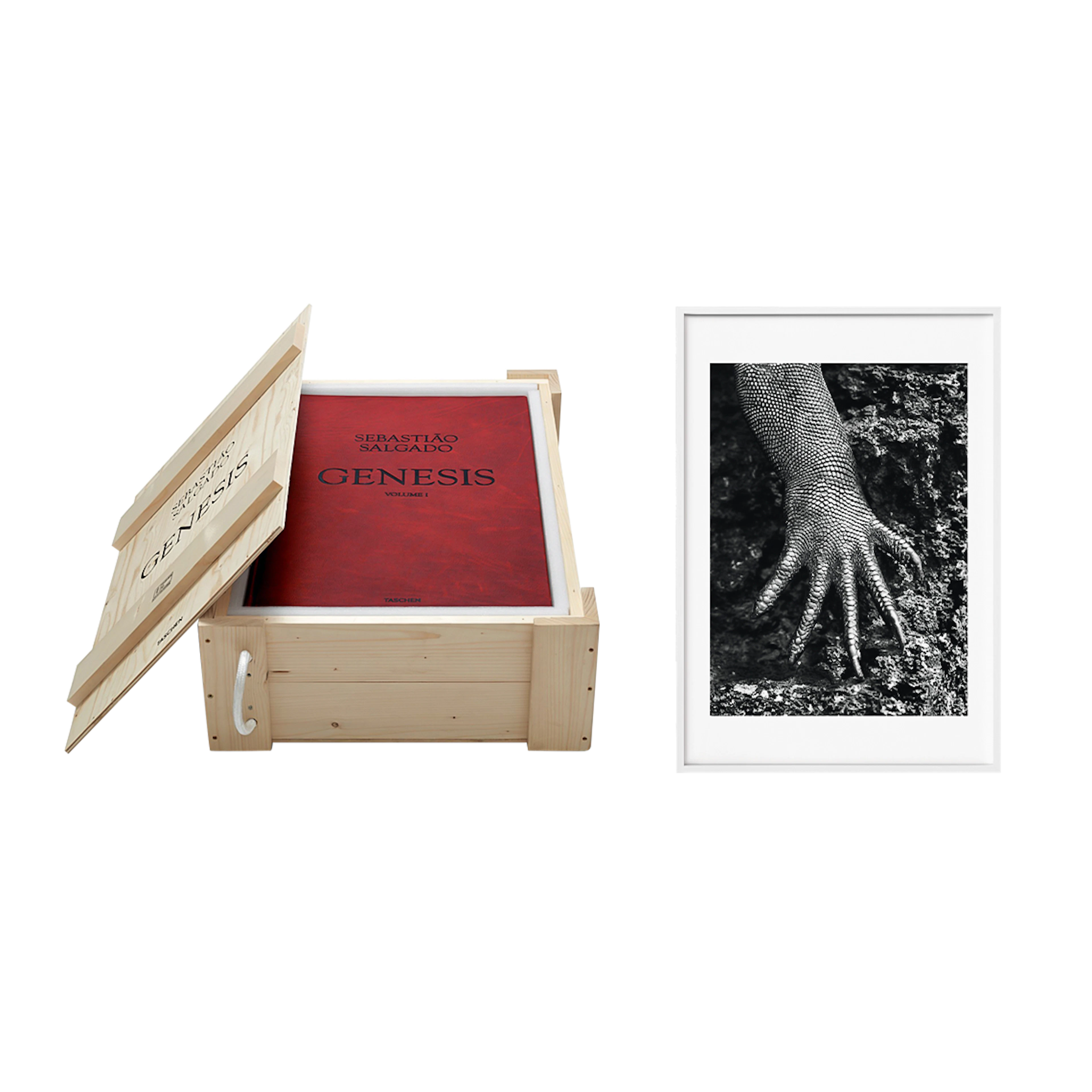 Genesis | Art Edition No. 301–400, Marine Iguana, Galápagos, Ecuador | Signed
