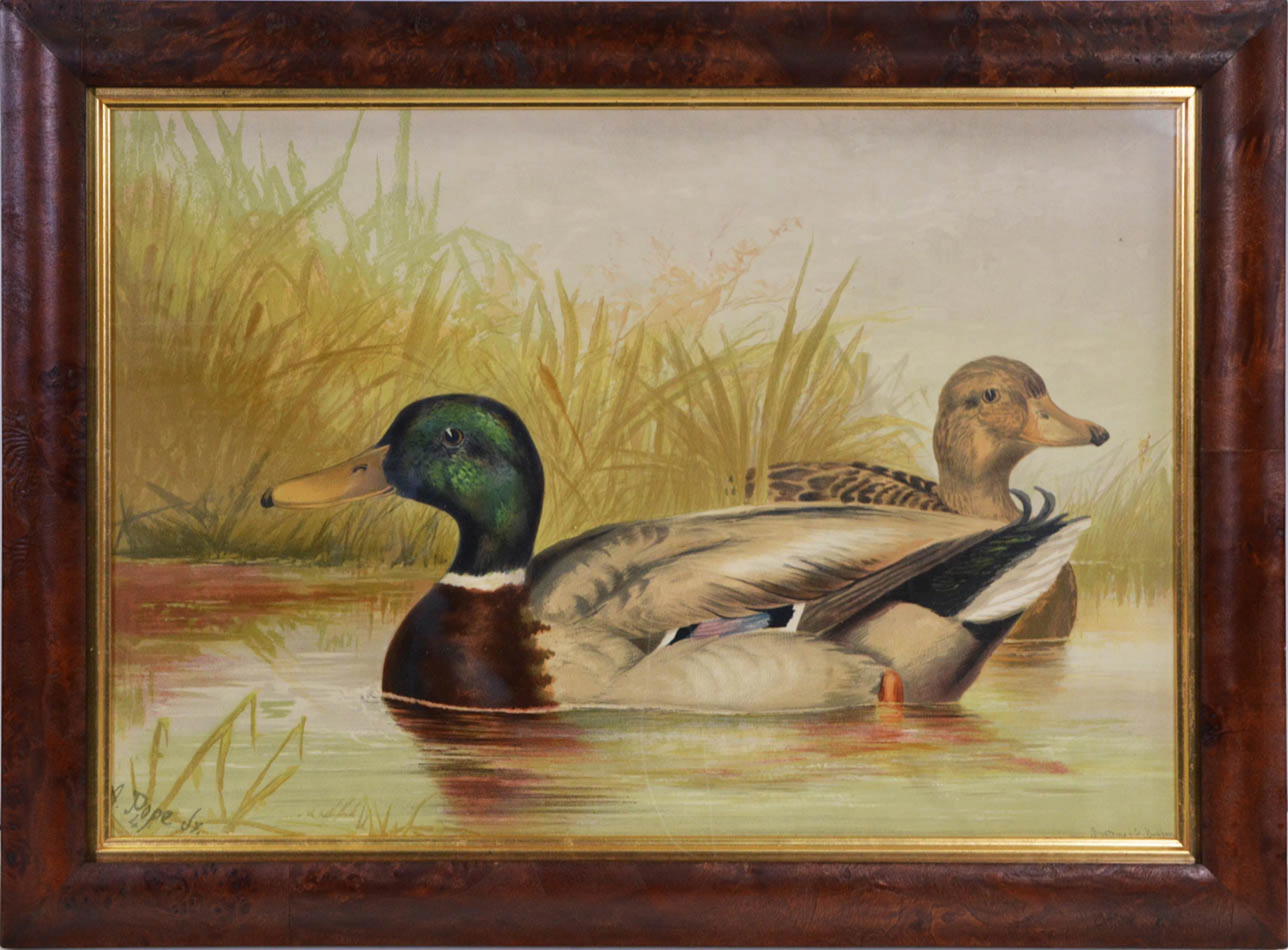 Water Fowl