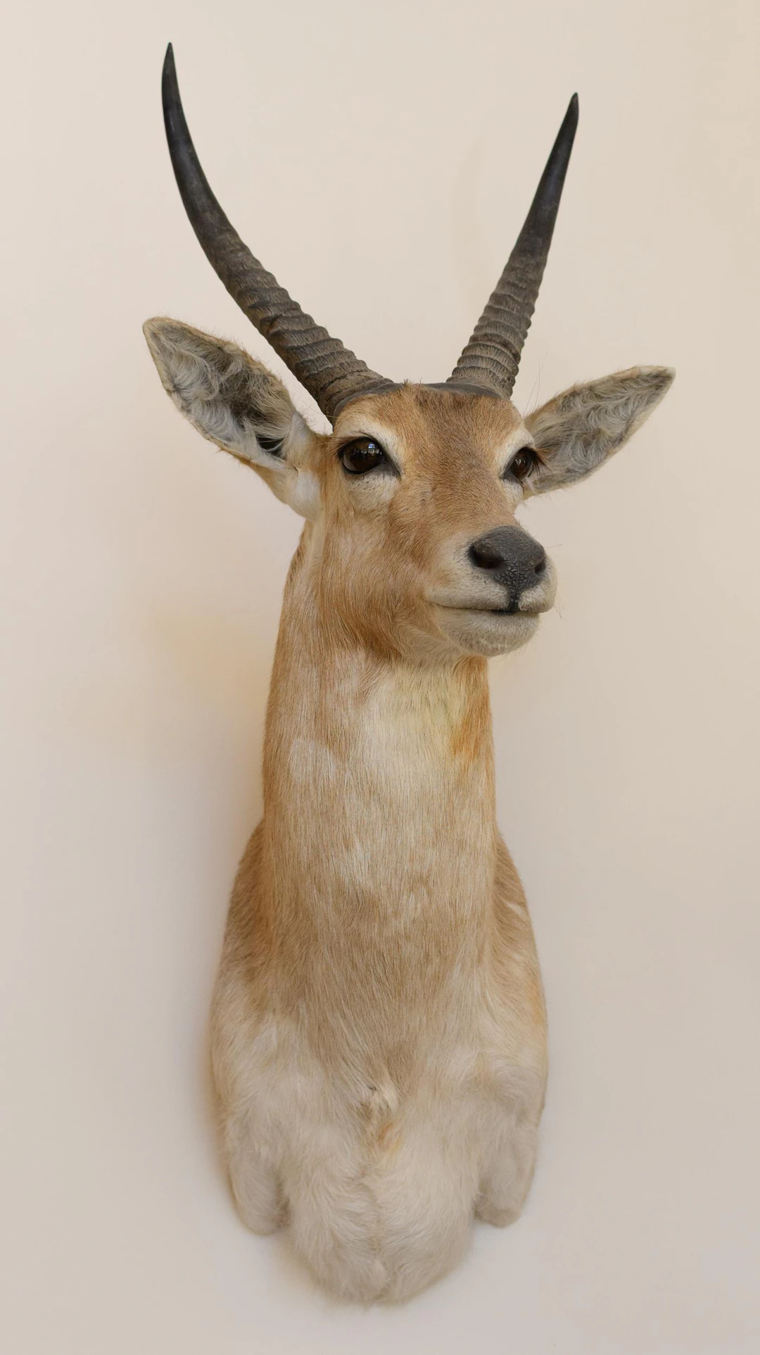 AFRICAN REEDBUCK TAXIDERMY SHOULDER MOUNT.