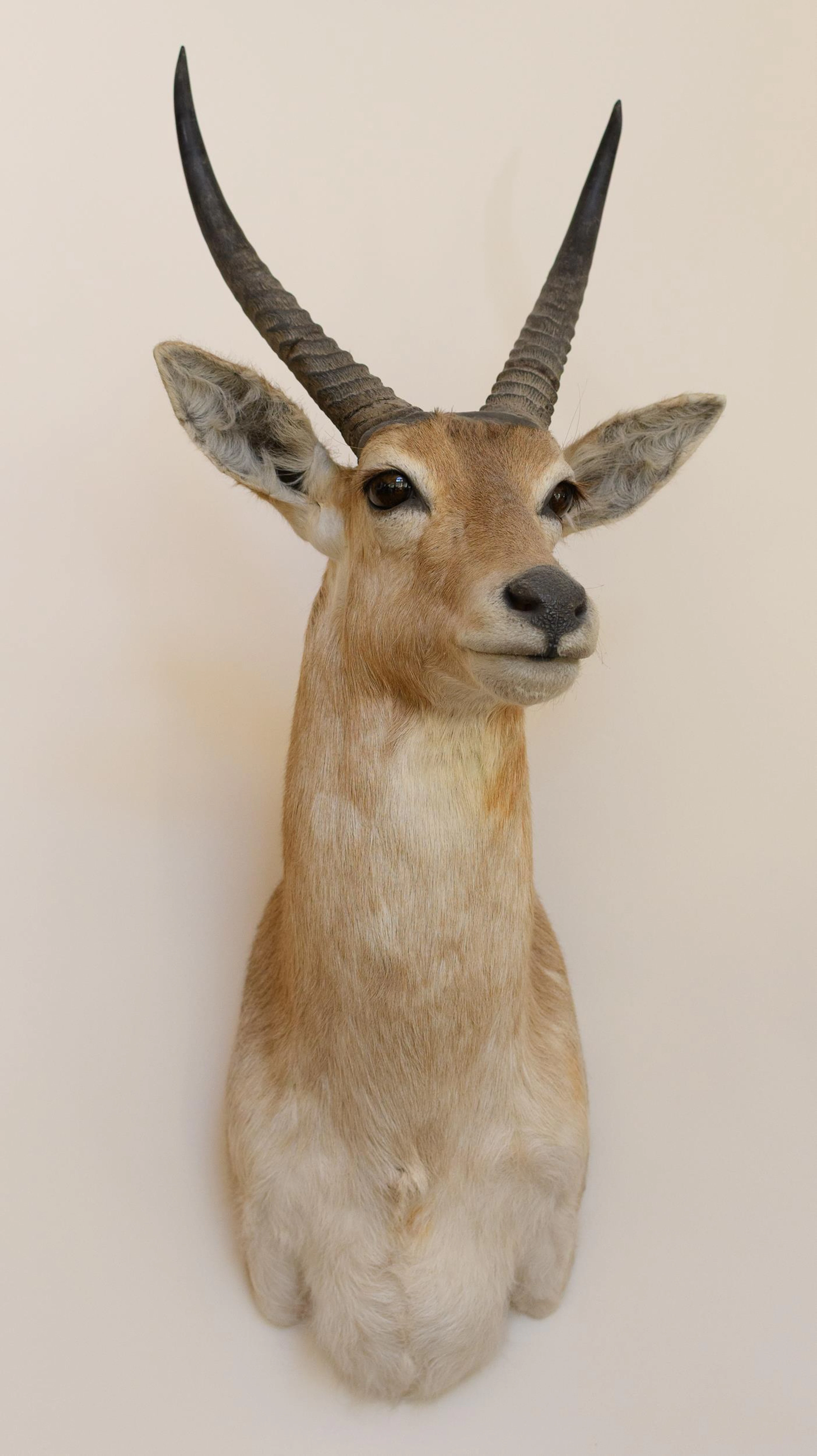 AFRICAN REEDBUCK TAXIDERMY SHOULDER MOUNT.