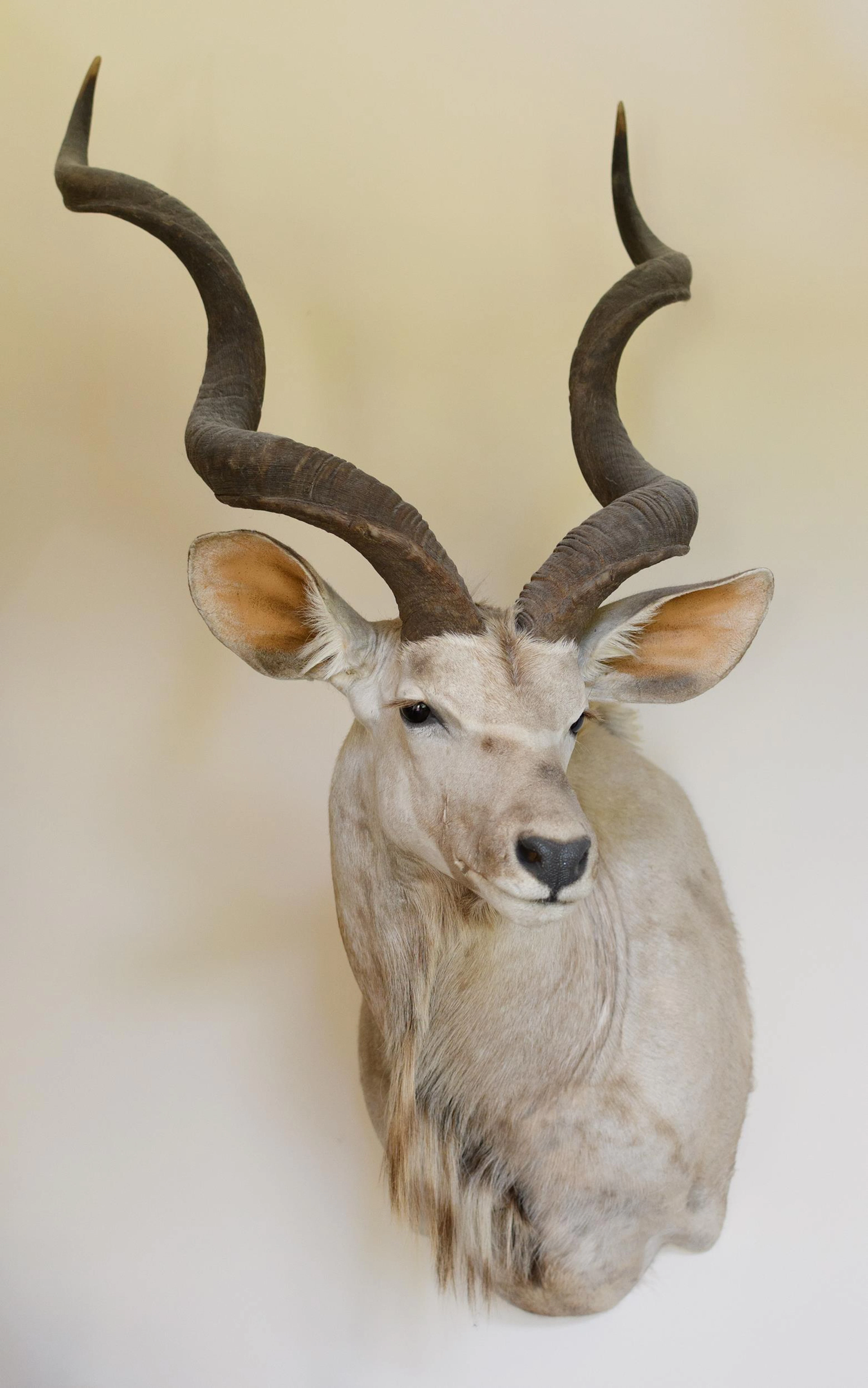 AFRICAN KUDU ANTELOPE TROPHY TAXIDERMY MOUNT.