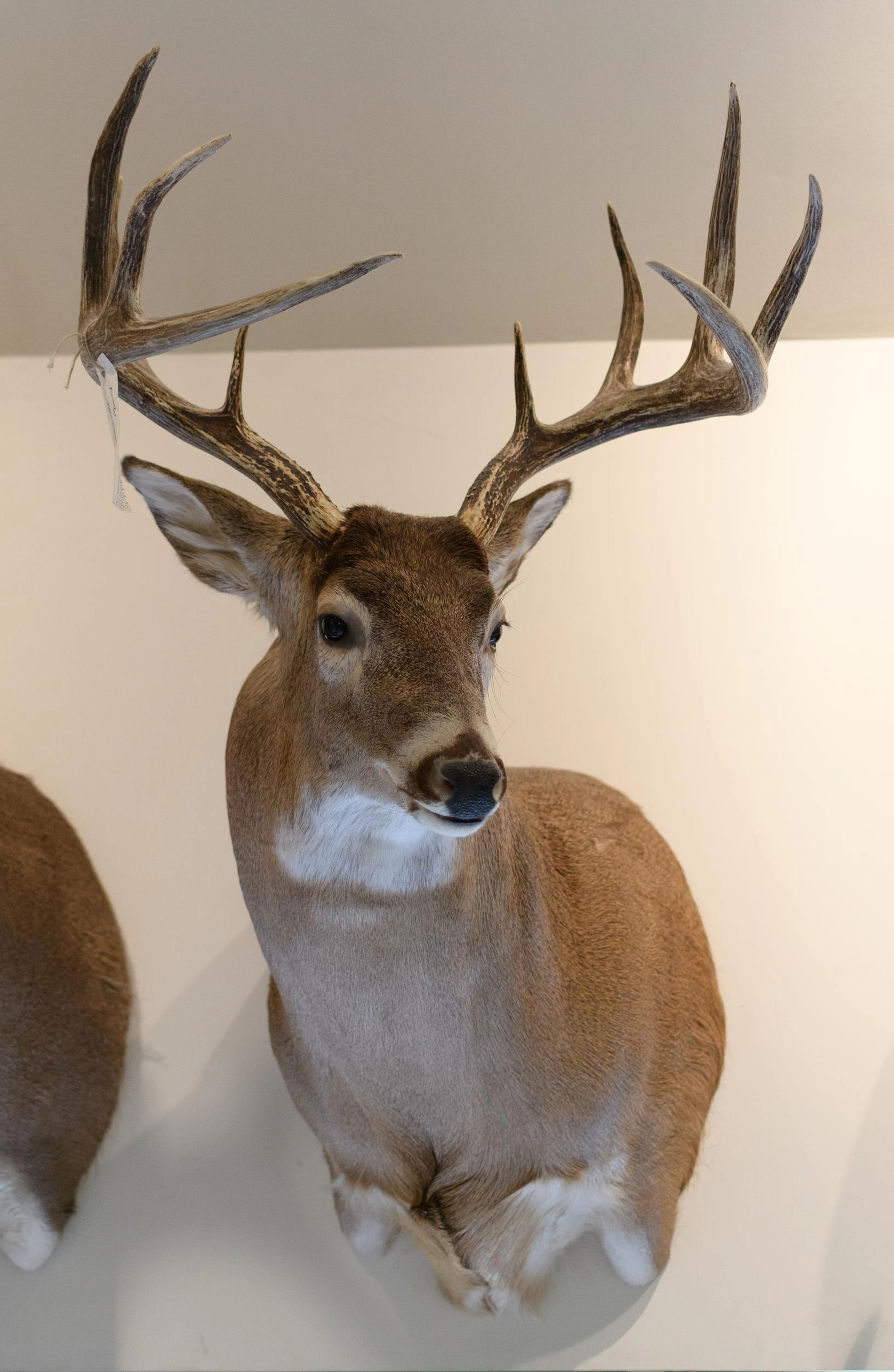 SASKATCHEWAN WHITETAIL BUCK TROPHY MOUNT.