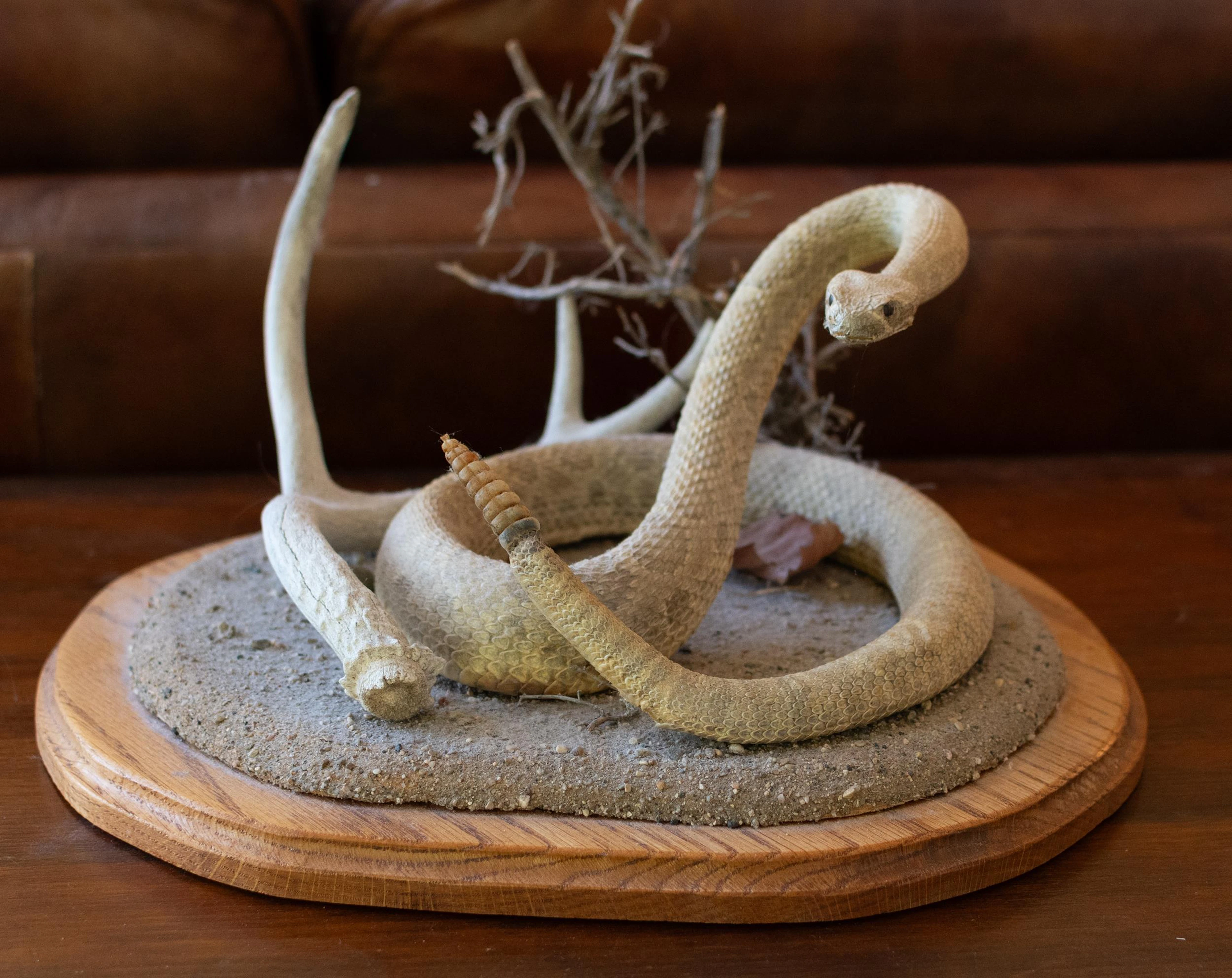 VINTAGE COLORADO RATTLESNAKE TAXIDERMY TABLETOP MOUNT.
