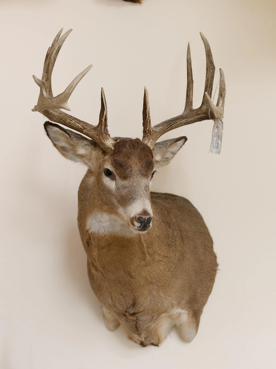 SASKATCHEWAN WHITETAIL DEER SHOULDER TAXIDERMY MOUNT.