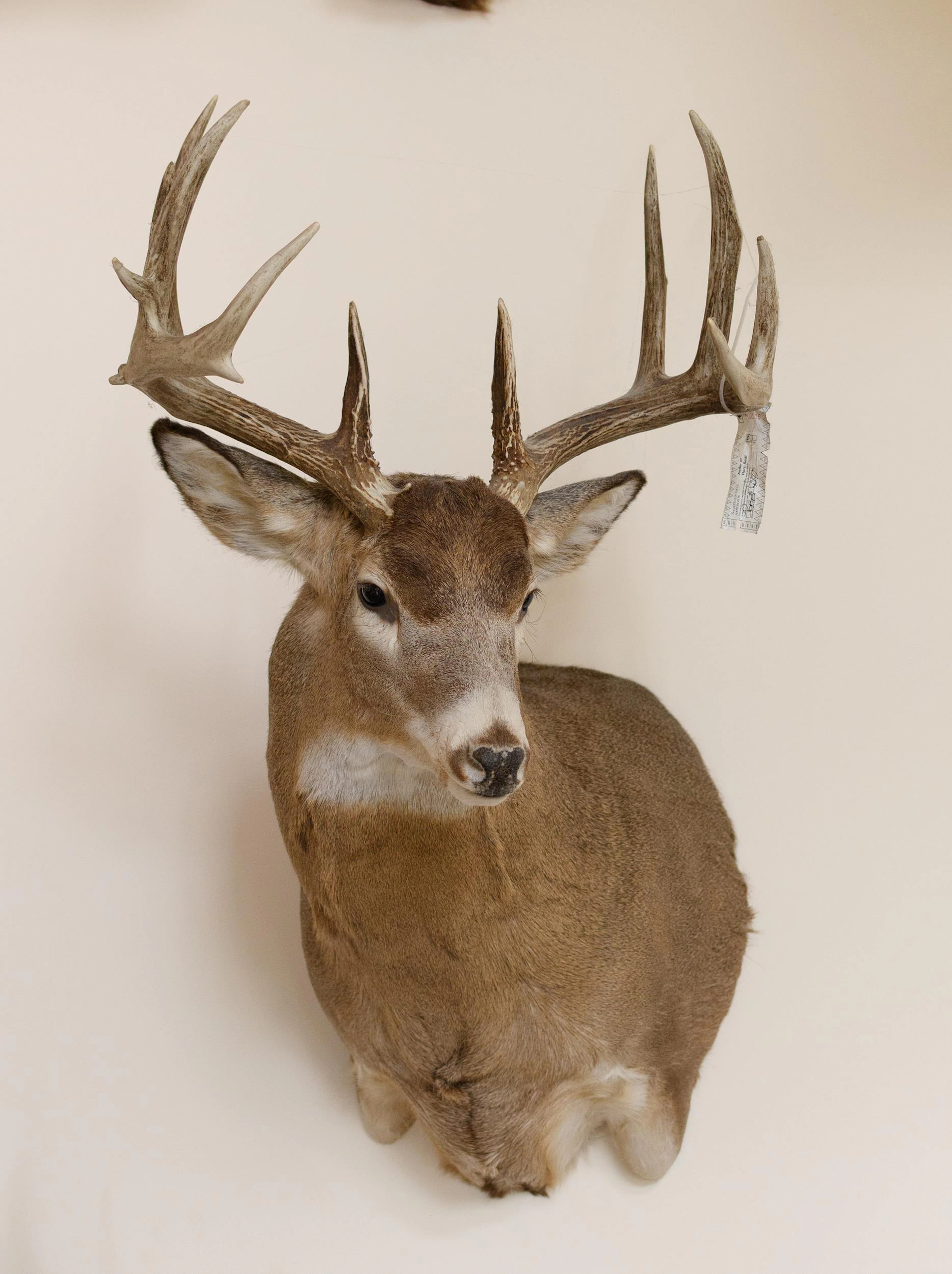 SASKATCHEWAN WHITETAIL DEER SHOULDER TAXIDERMY MOUNT.