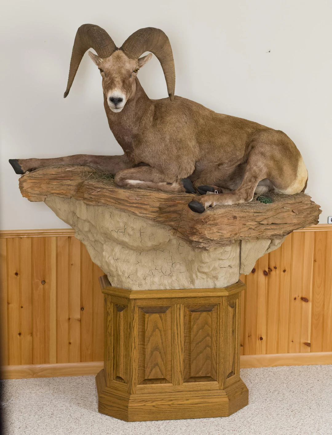 CALIFORNIA BIGHORN SHEEP FREESTANDING TAXIDERMY MOUNT.