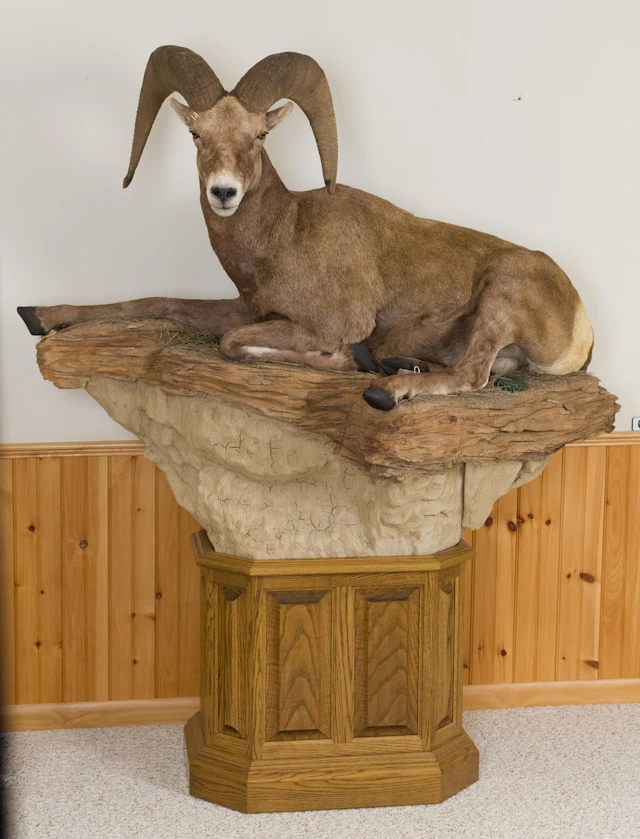 CALIFORNIA BIGHORN SHEEP FREESTANDING TAXIDERMY MOUNT.