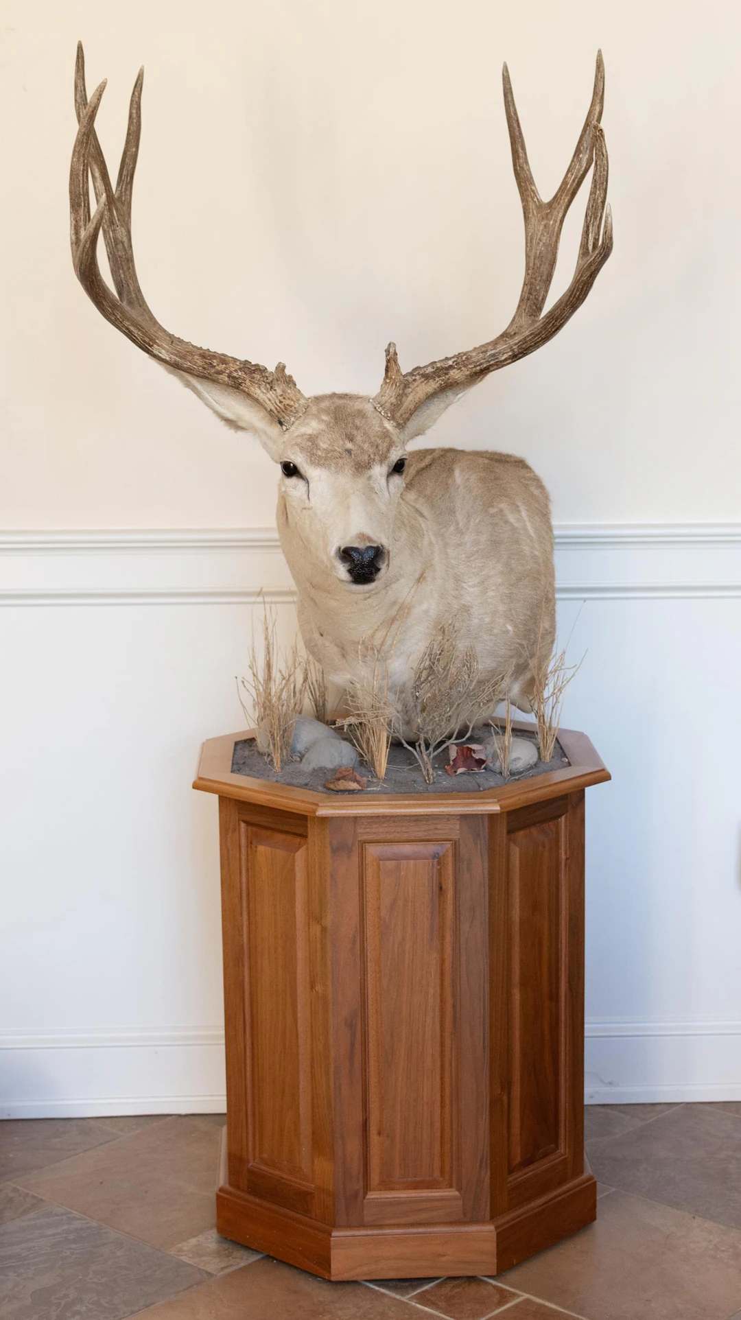 MEXICAN SONORAN MOUNTAIN MULE DEER FREESTANDING TAXIDERMY TROPHY MOUNT.
