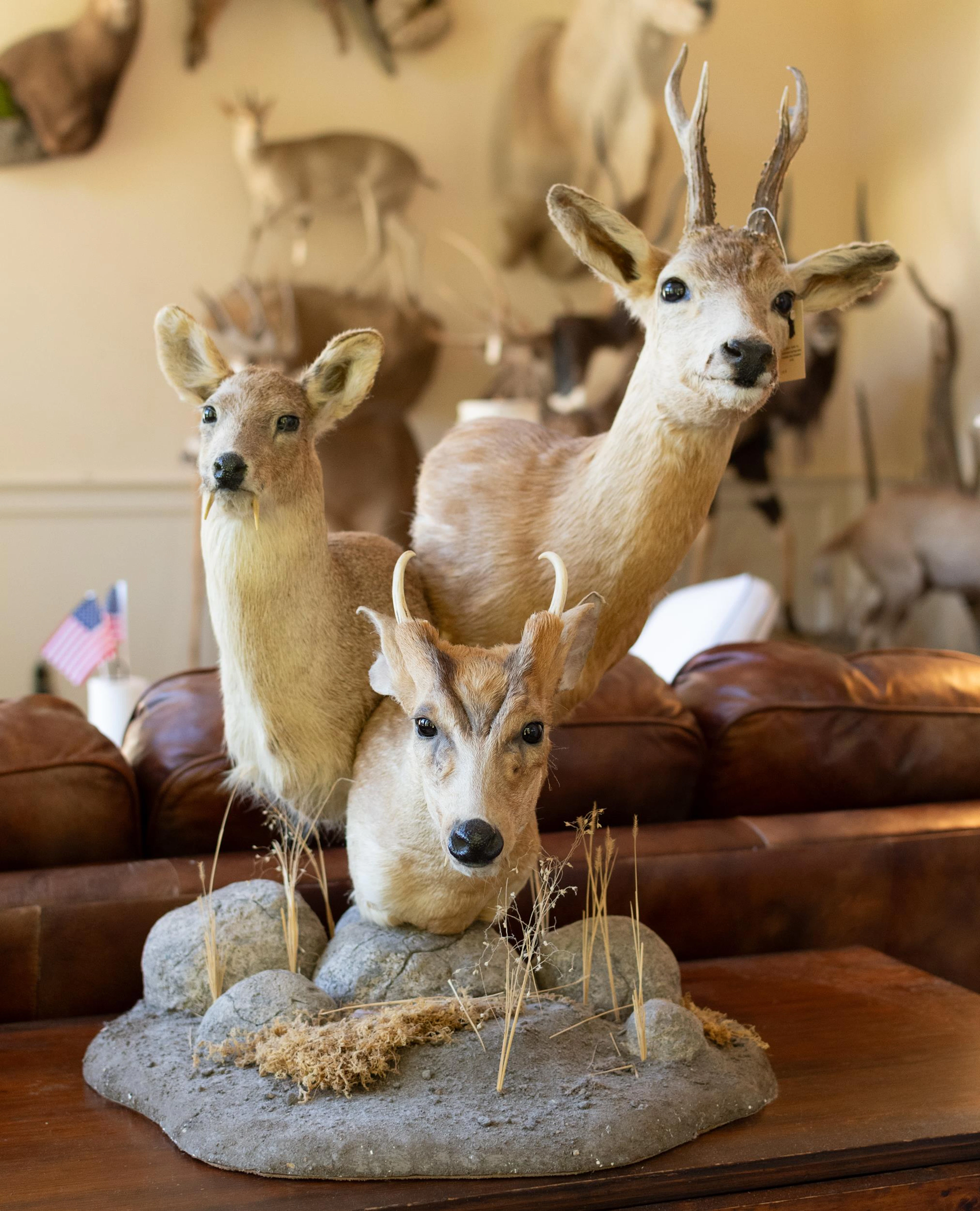 VINTAGE ROE, MUNTJAC & CHINESE WATER DEER TAXIDERMY.