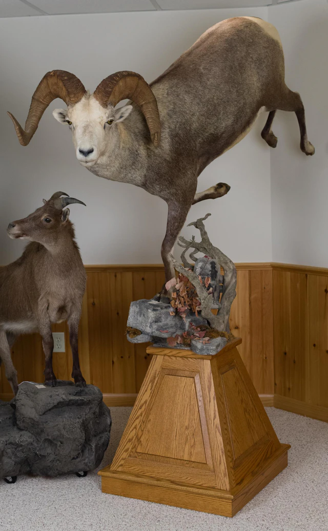 BRITISH COLUMBIA STONE SHEEP RAM FULL-BODY TAXIDERMY MOUNT.