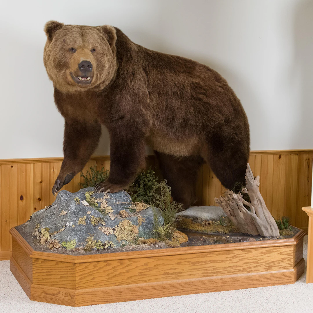 KODIAK ISLAND ALASKAN BROWN BEAR TAXIDERMY MOUNT.