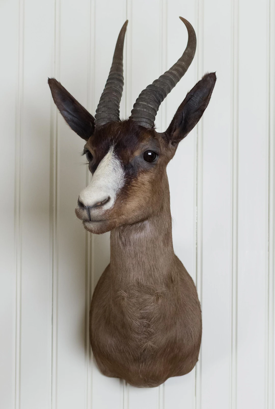 SOUTH AFRICAN BLESBOK SHOULDER MOUNT TAXIDERMY.