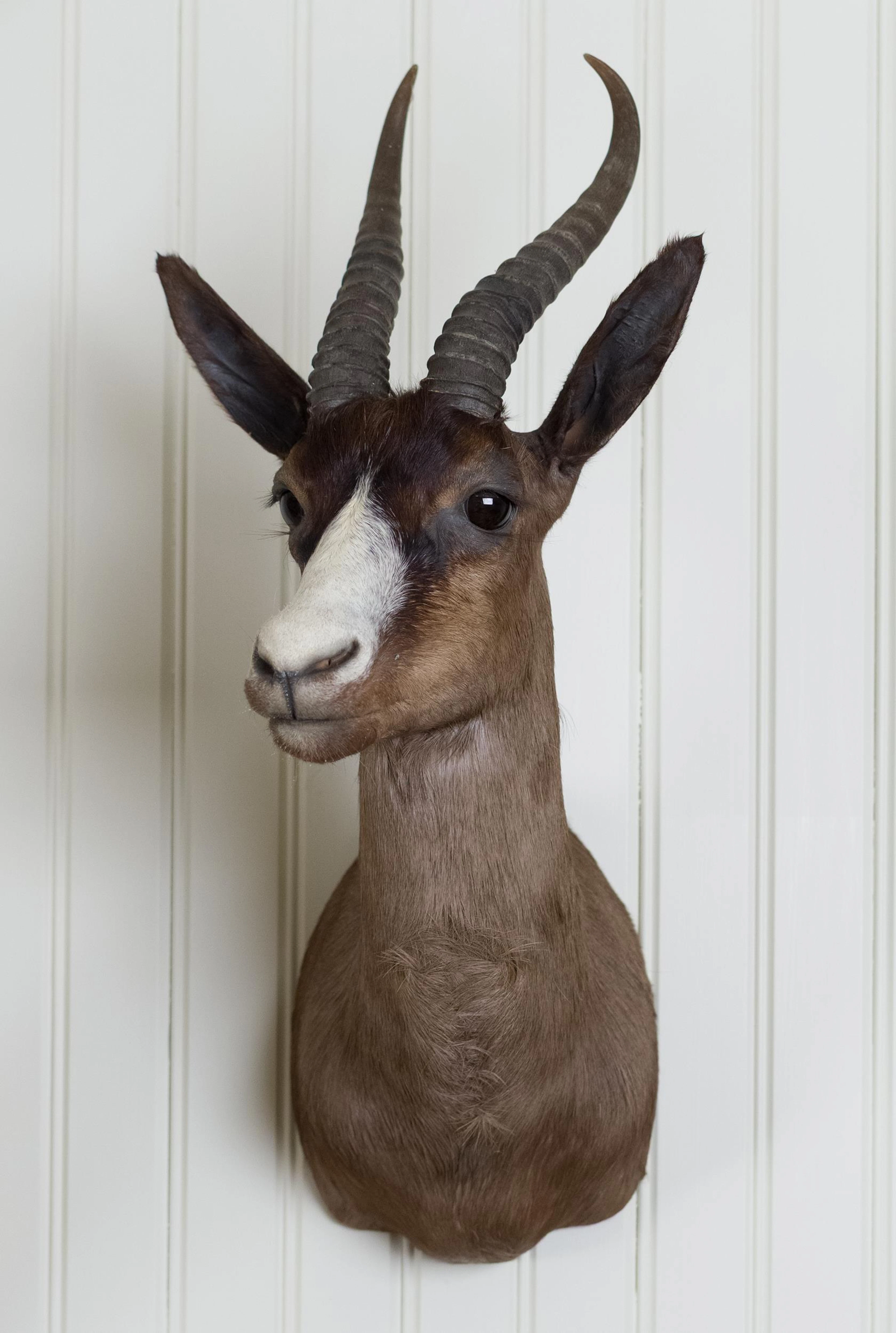SOUTH AFRICAN BLESBOK SHOULDER MOUNT TAXIDERMY.