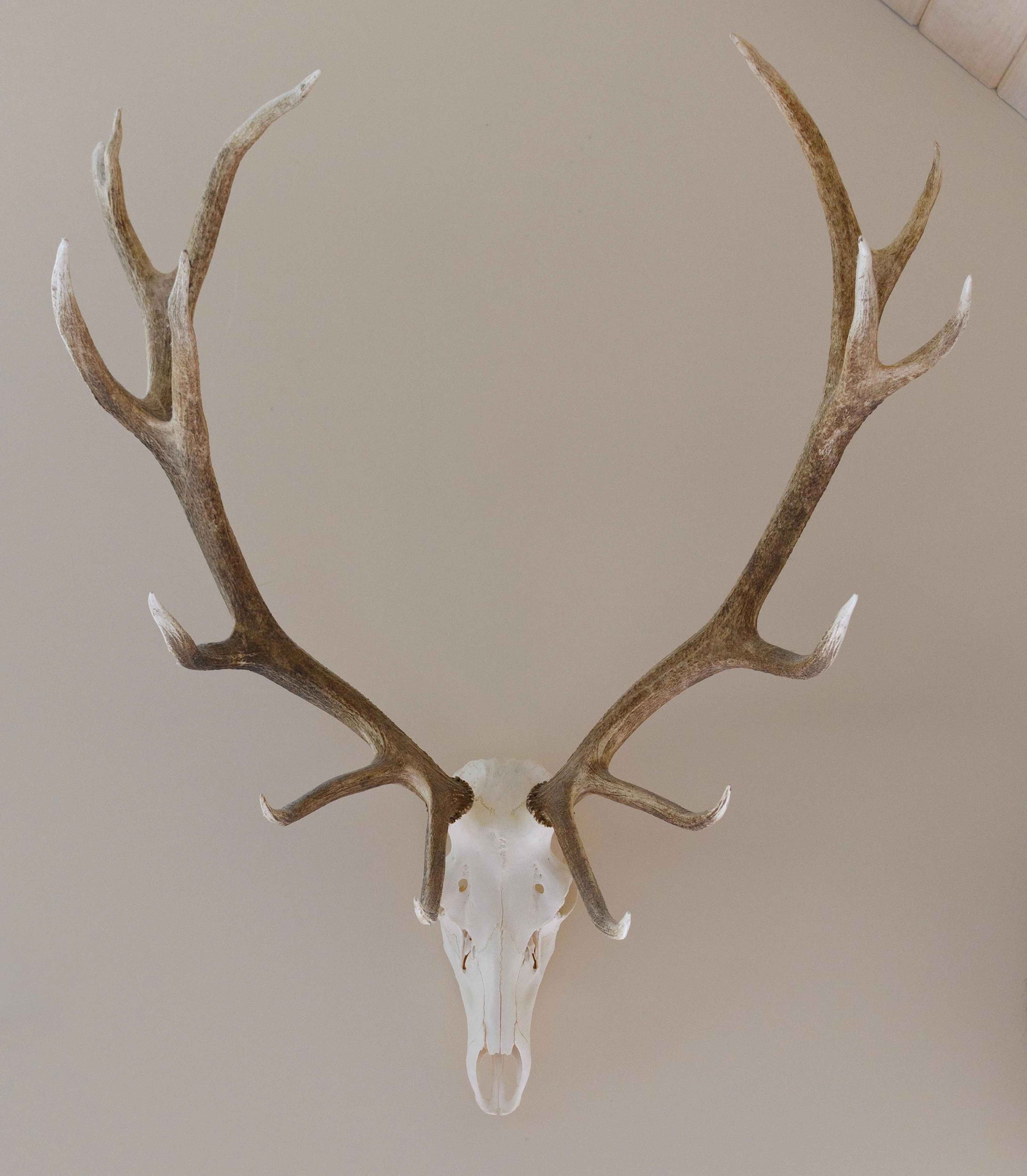 ROOSEVELT ELK EUROPEAN SKULL MOUNT, NEW ZEALAND.