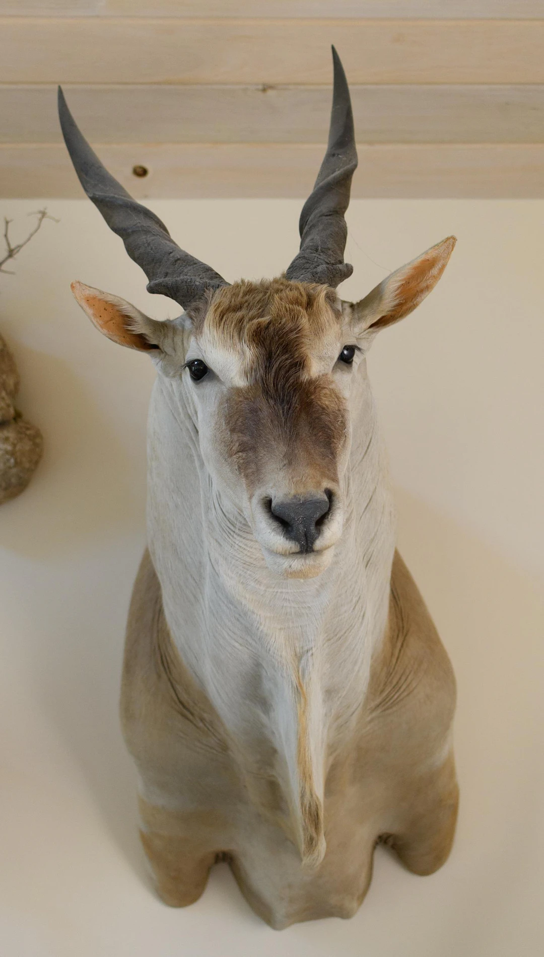 SOUTH AFRICAN CAPE ELAND SHOULDER TAXIDERMY MOUNT.