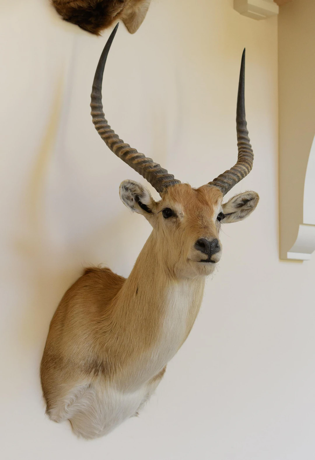 SOUTH AFRICAN RED LECHWE TAXIDERMY SHOULDER MOUNT.