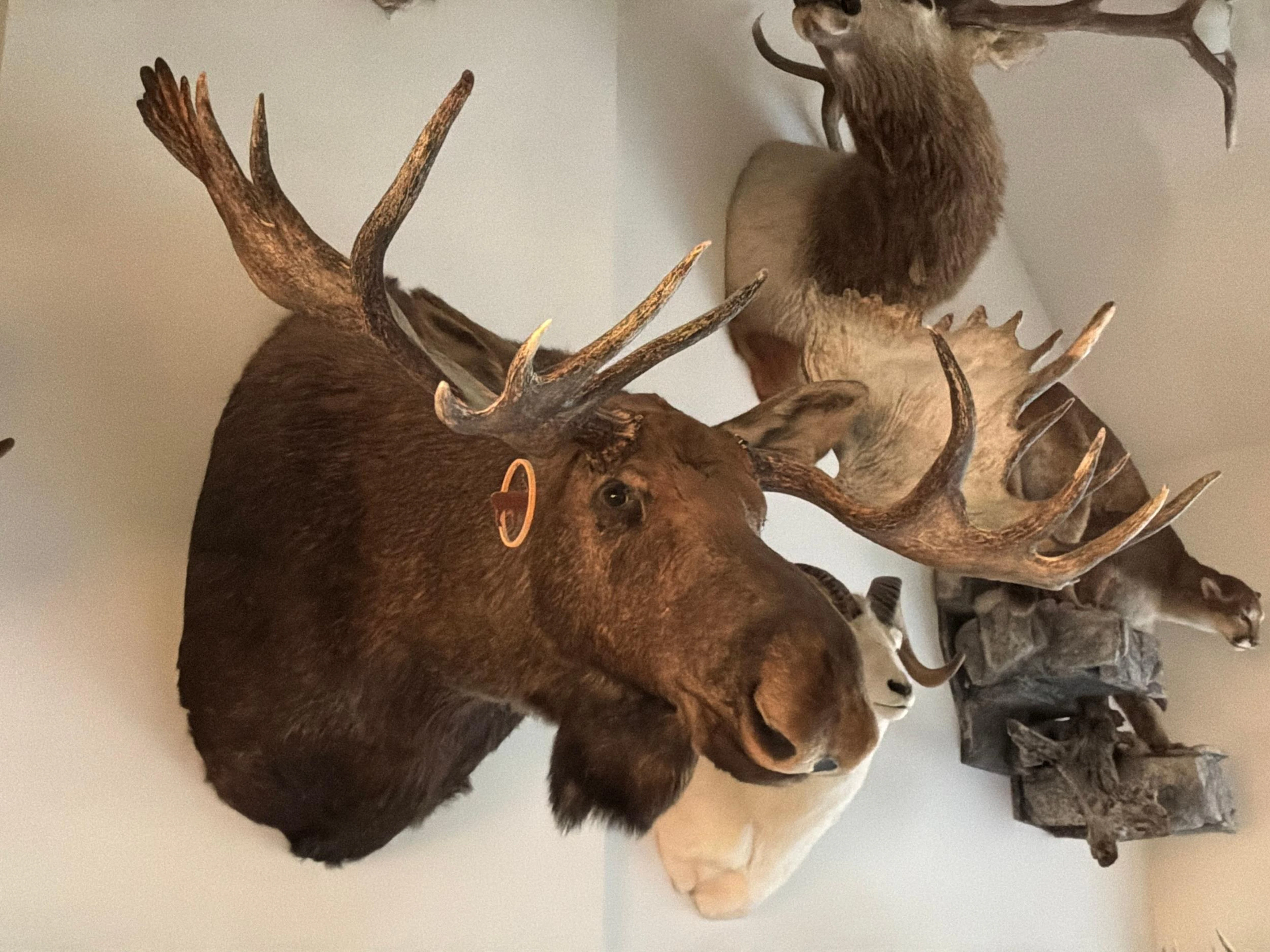 BOONE & CROCKETT CERTIFIED BRITISH COLUMBIA BULL MOOSE TROPHY MOUNT.