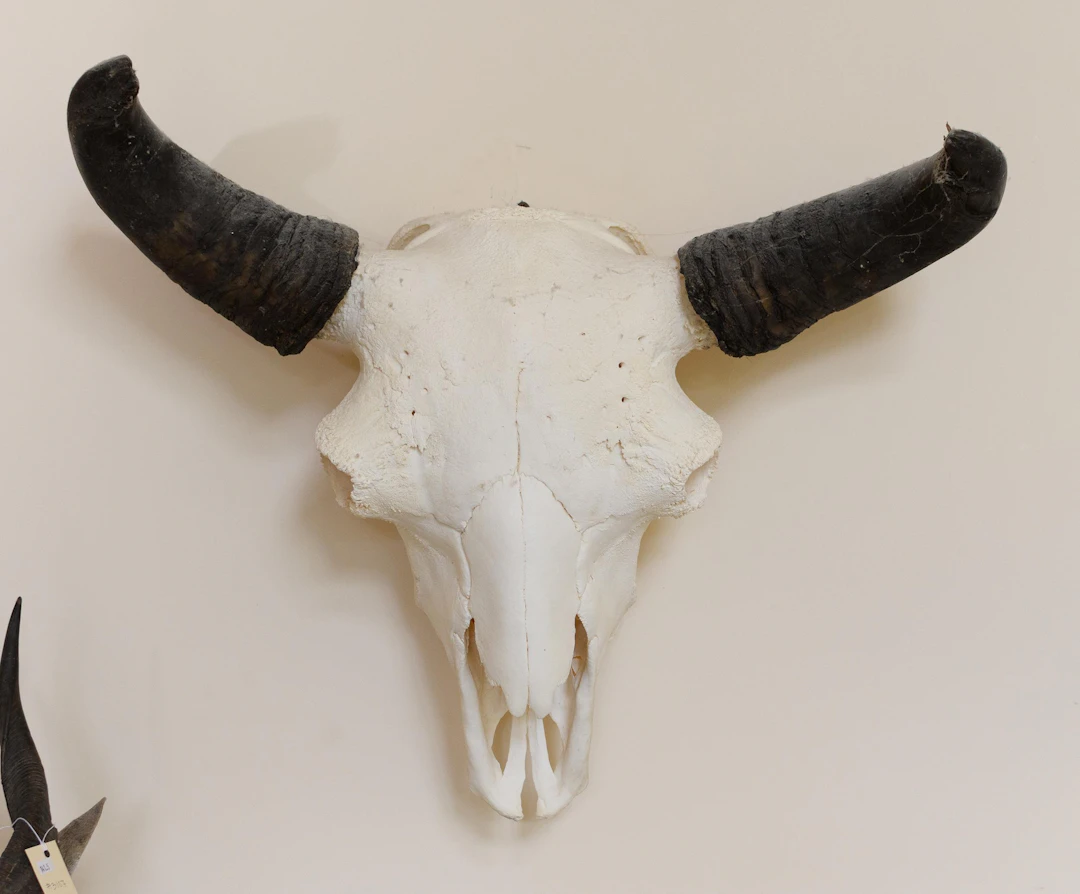 PLAINS BISON SKULL EUROPEAN WALL MOUNT.