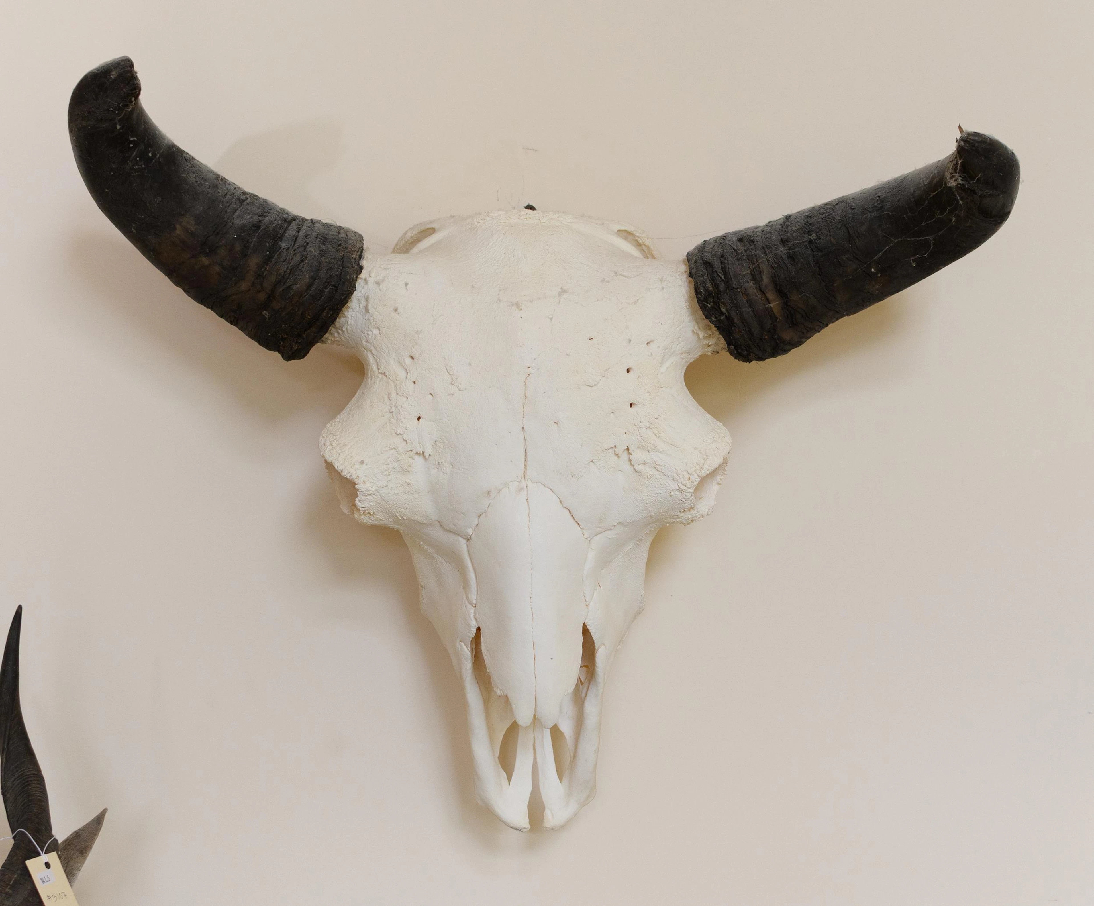 PLAINS BISON SKULL EUROPEAN WALL MOUNT.