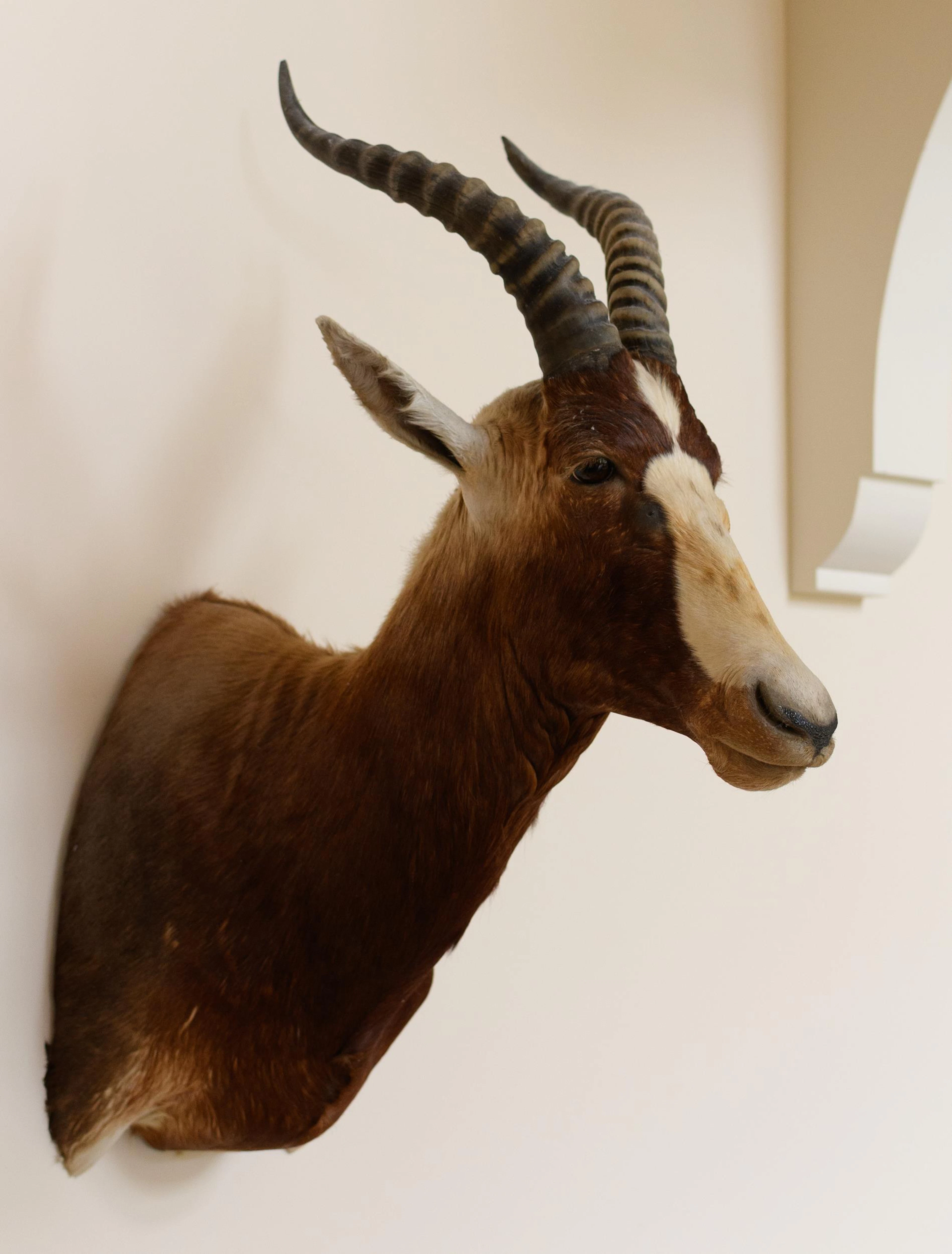 SOUTH AFRICAN BLESBOK TAXIDERMY TROPHY MOUNT.