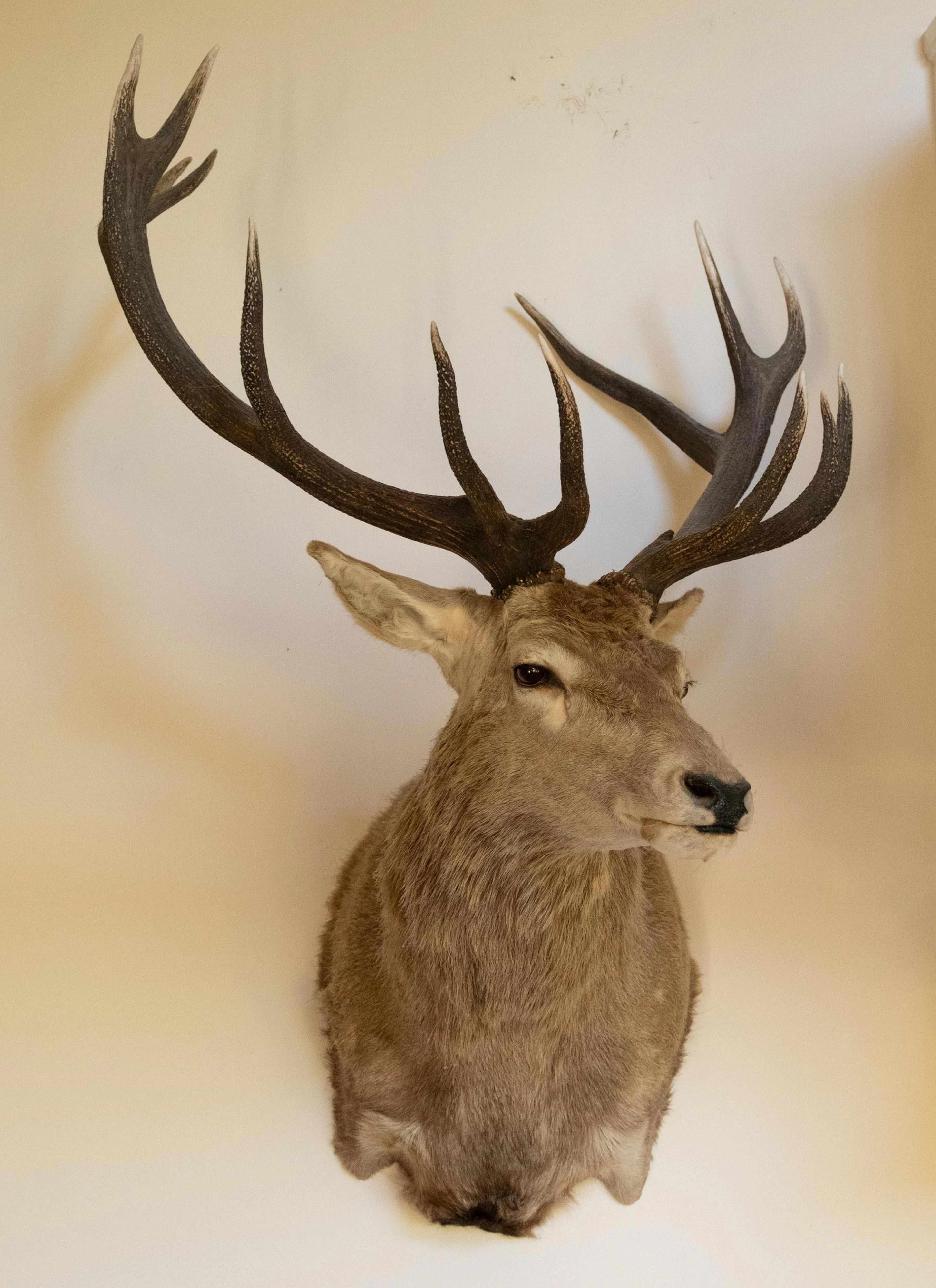 VINTAGE ENGLISH RED STAG SHOULDER TROPHY MOUNT.