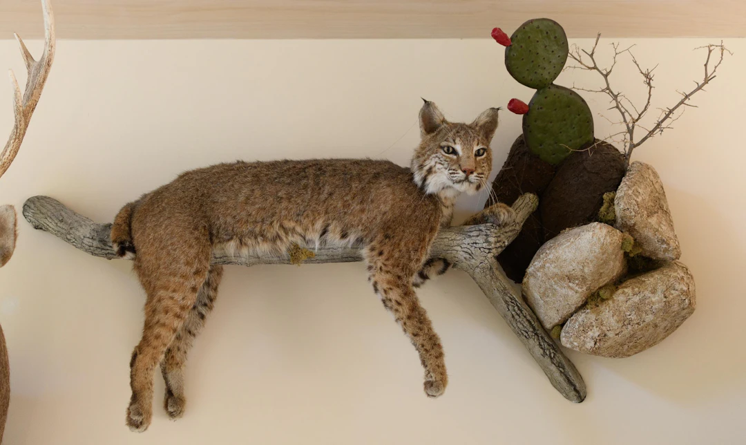 TEXAS BOBCAT FULL BODY TAXIDERMY WALL MOUNT.