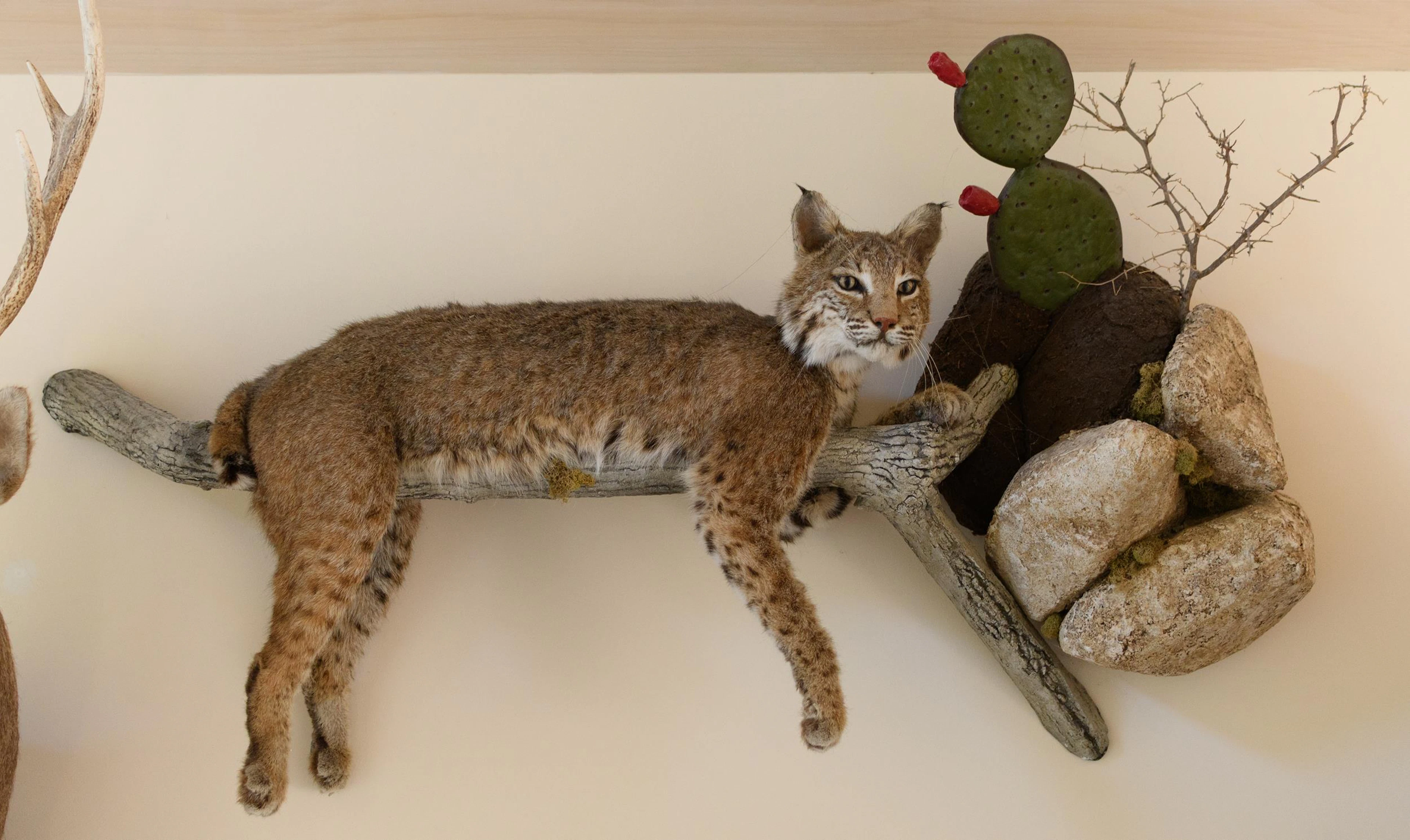 TEXAS BOBCAT FULL BODY TAXIDERMY WALL MOUNT.