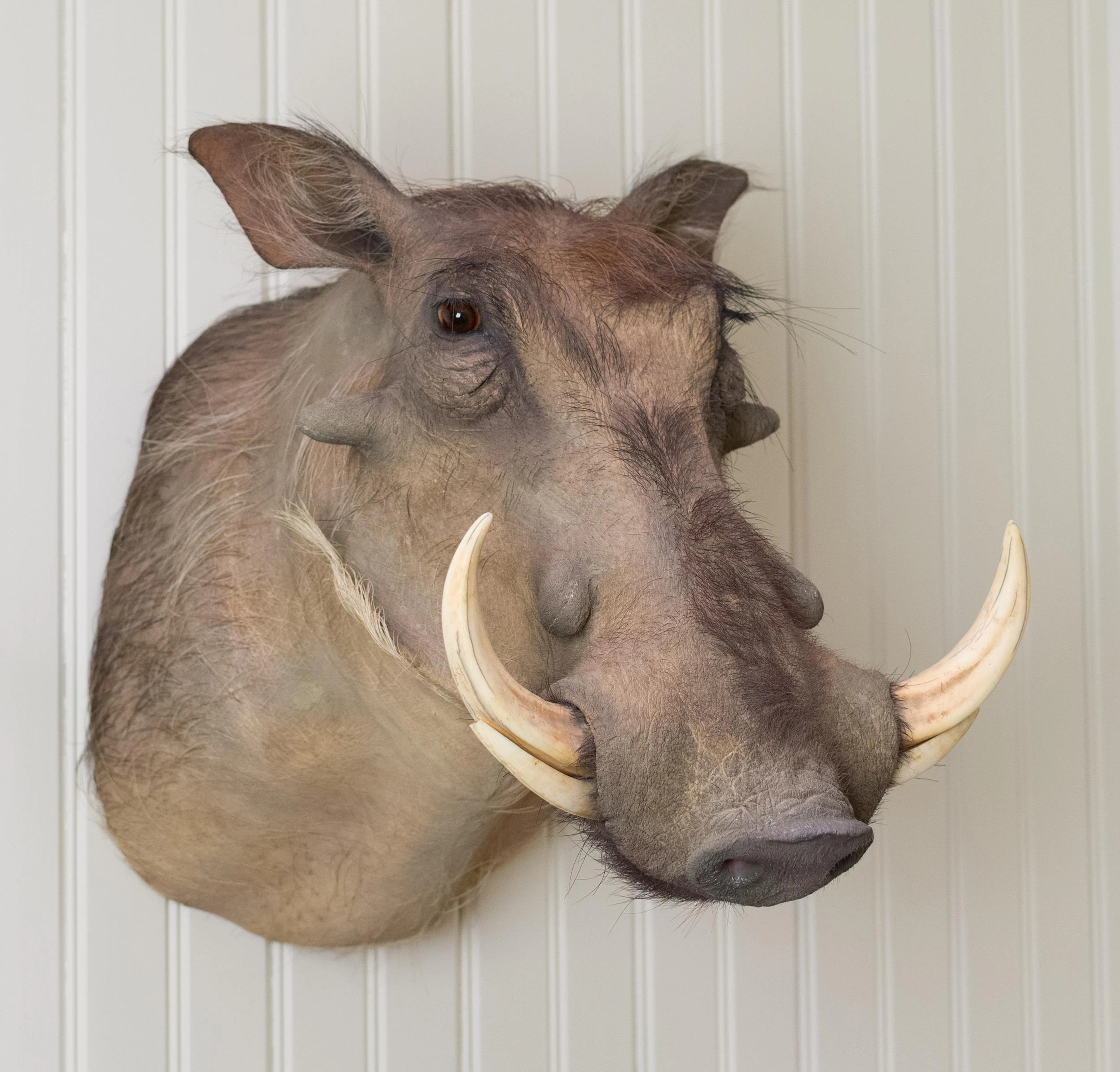 SOUTH AFRICAN TAXIDERMY WARTHOG SHOULDER MOUNT.