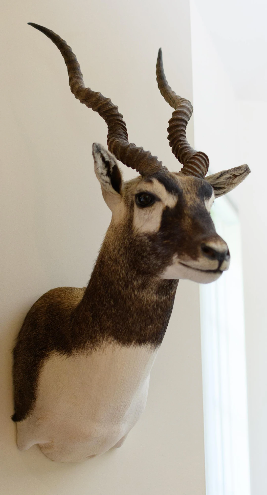 TEXAS HILL COUNTRY BLACKBUCK ANTELOPE SHOULDER MOUNT.